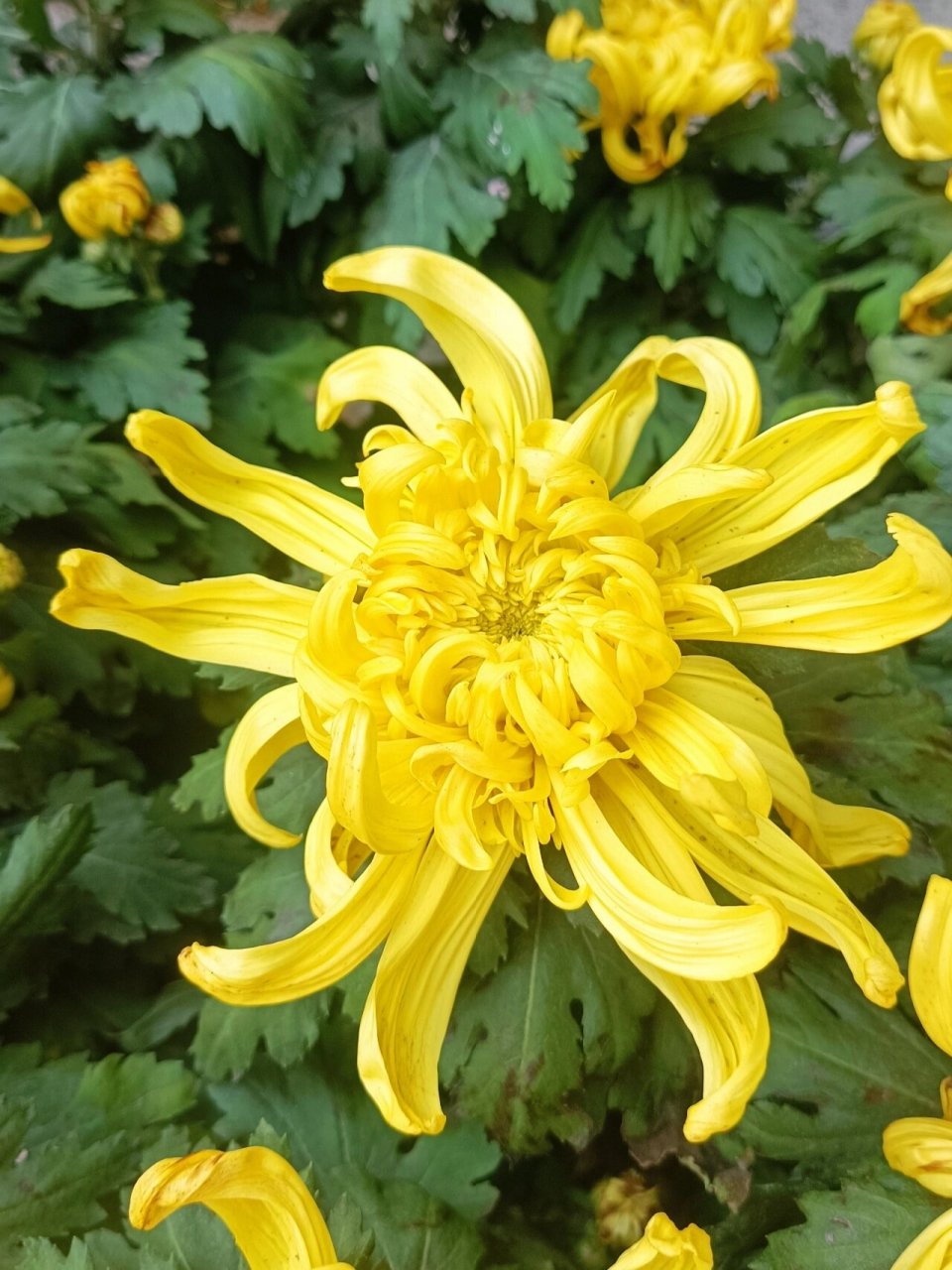 黄色龙爪菊 龙爪菊有消炎止痛, 清热解毒的功效.