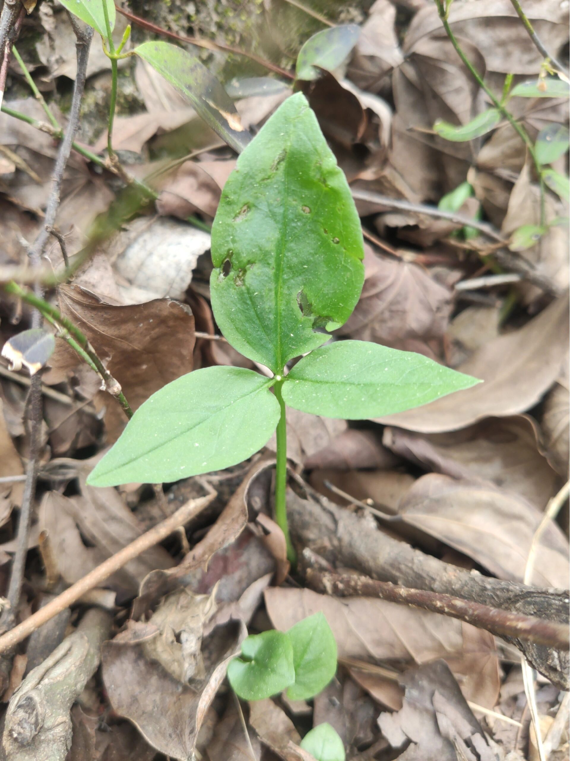半夏(有毒) 学名:半夏. 天南星科,半夏属.多年生草本植物.
