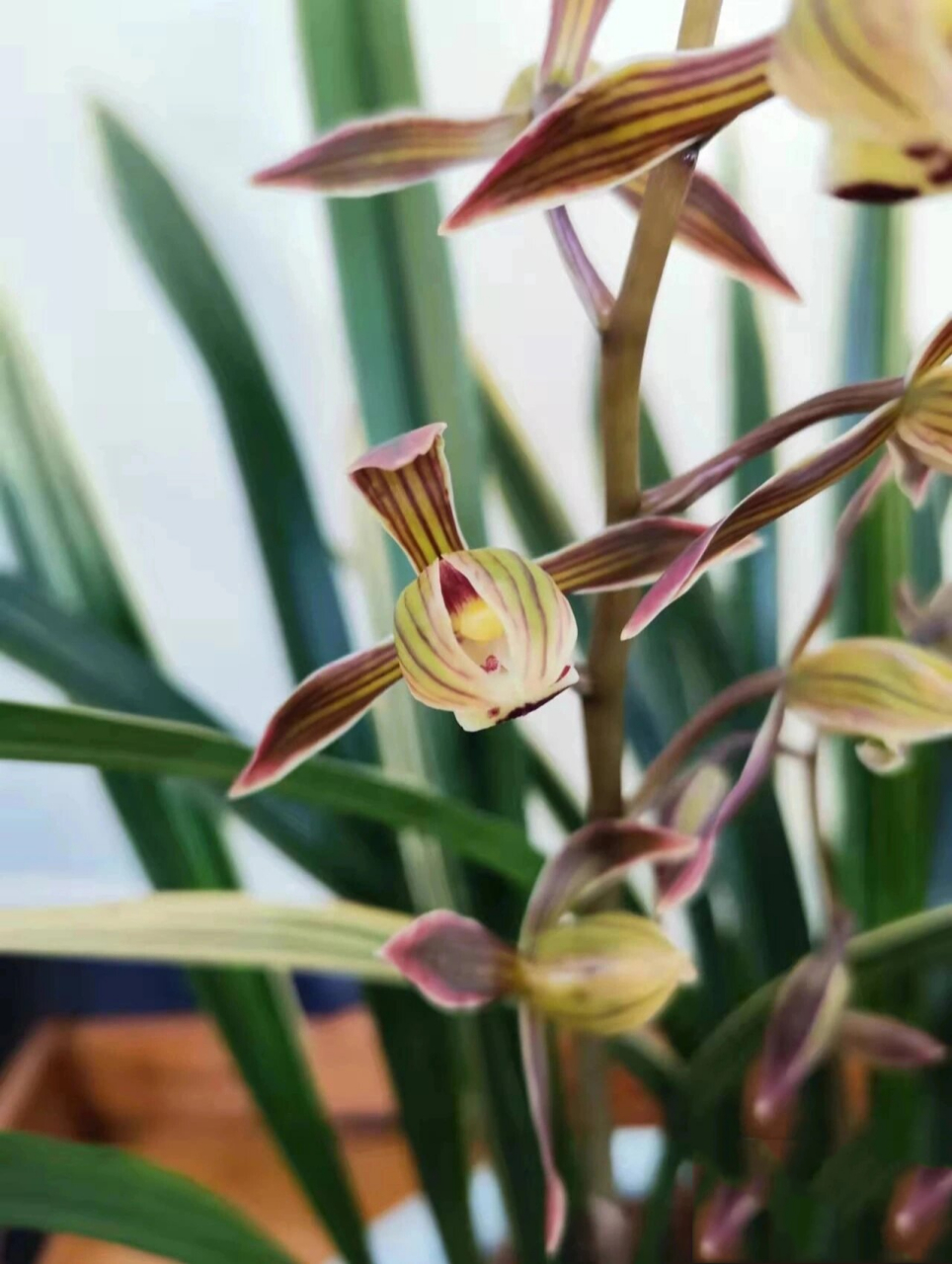 墨兰,又称"报岁兰" "岂因墨染甘为佩,纵使无人亦自芳"