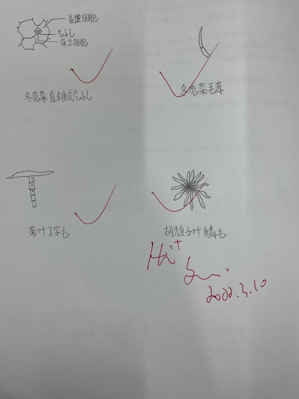 气孔轴式图五种图片