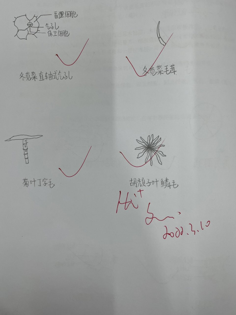 药植气孔类型 图1:白菜不等式气孔,薄荷直轴式气孔,薄荷腺鳞,栀子叶平