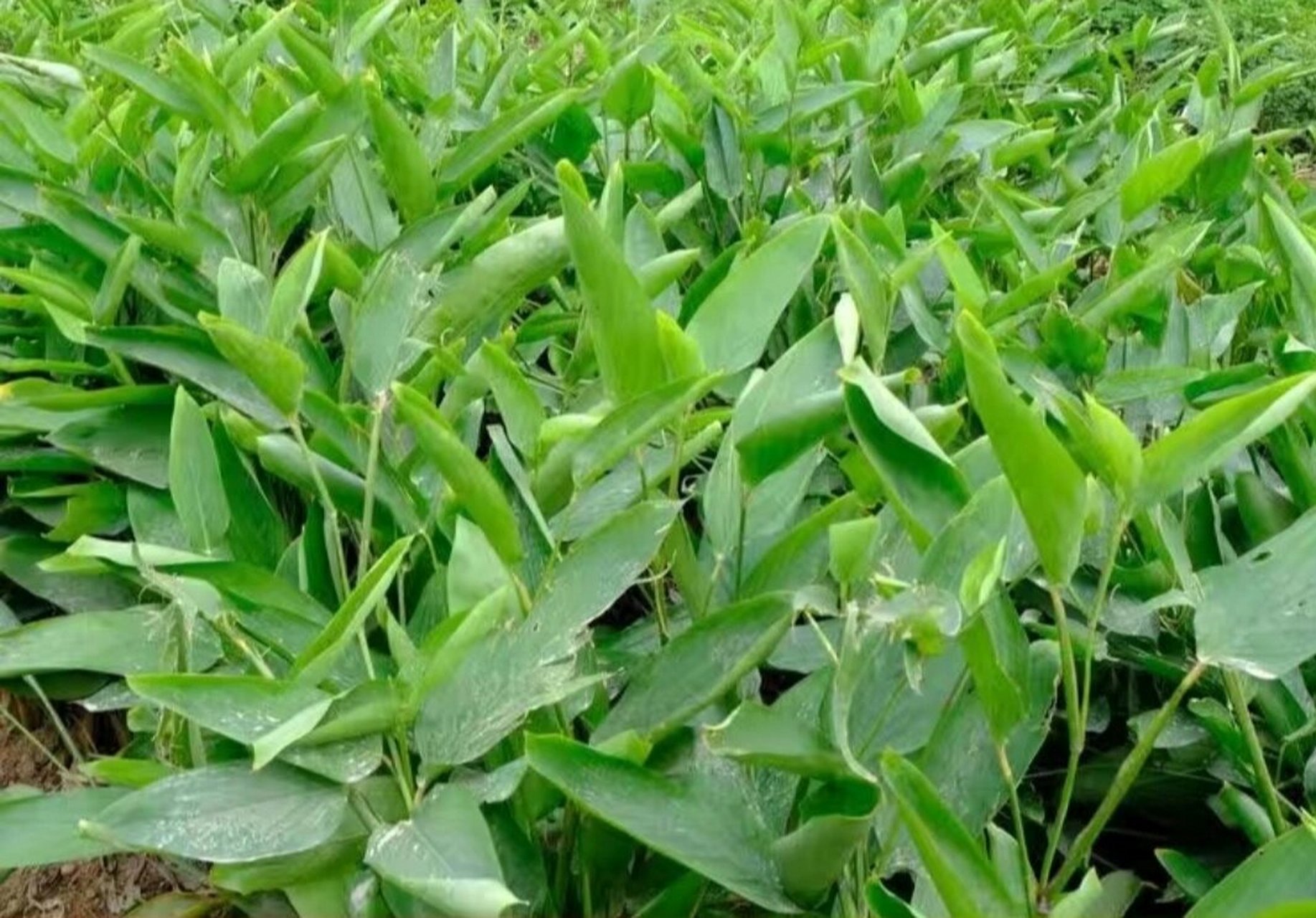 东京薯,学名竹芋/竹薯.大家吃过没有?