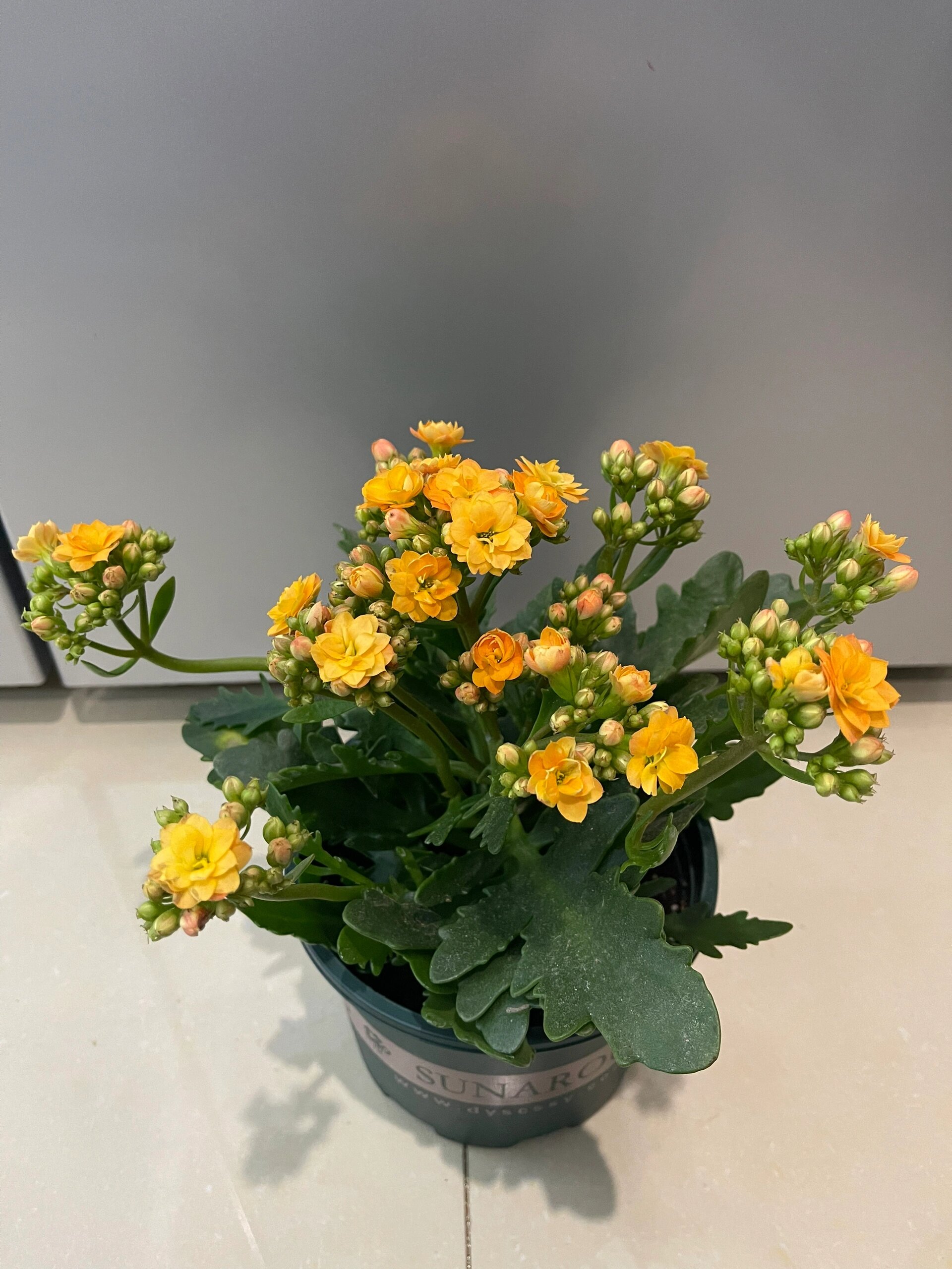 长寿花-索尔丹,质感超级好 非常非常漂亮的黄色 散光浅橘黄 光照多,深