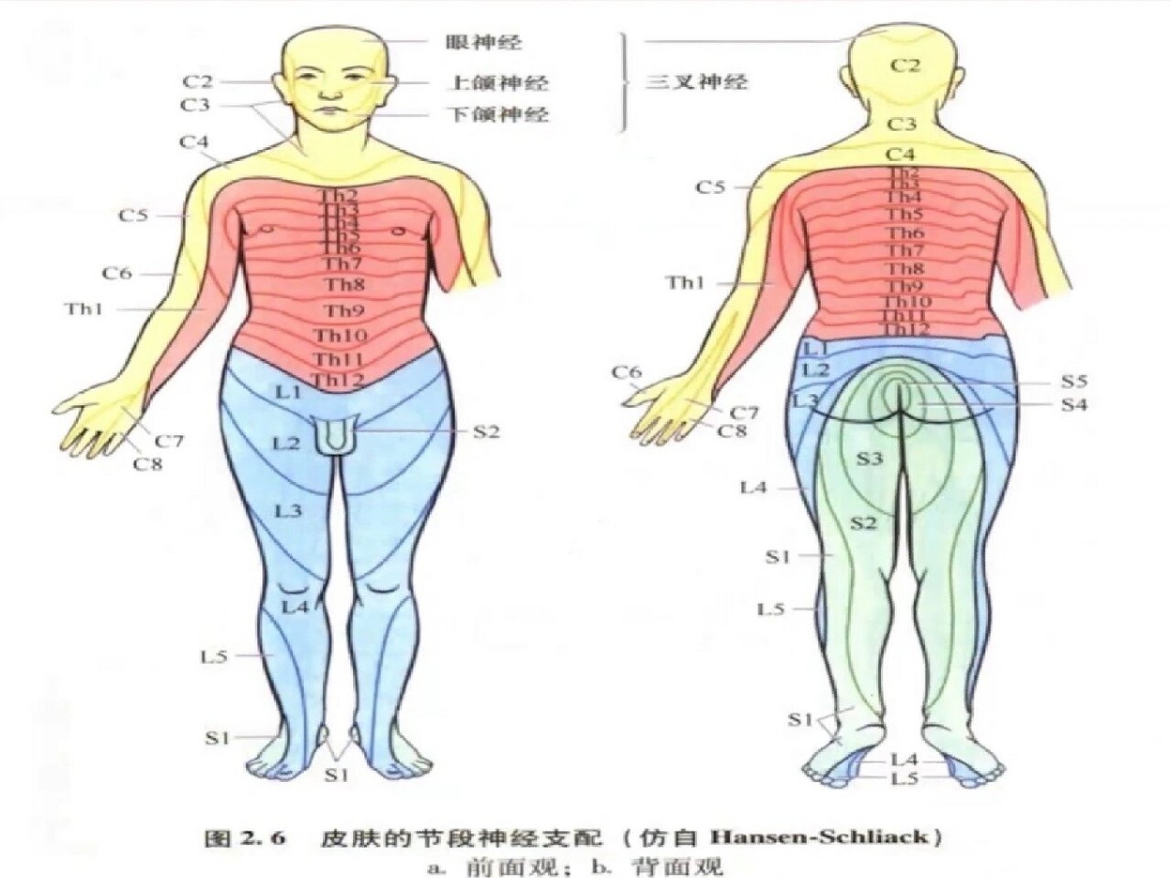 神经感觉平面分布图图片