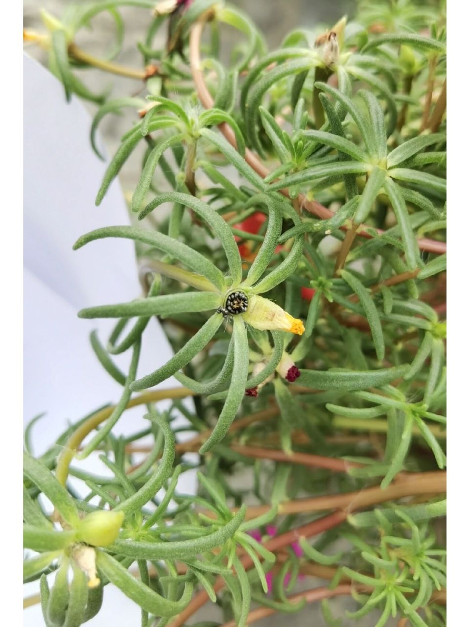 94太阳花(学名:大花马齿苋): 喜欢温暖,阳光充足的环境,阴暗潮湿之