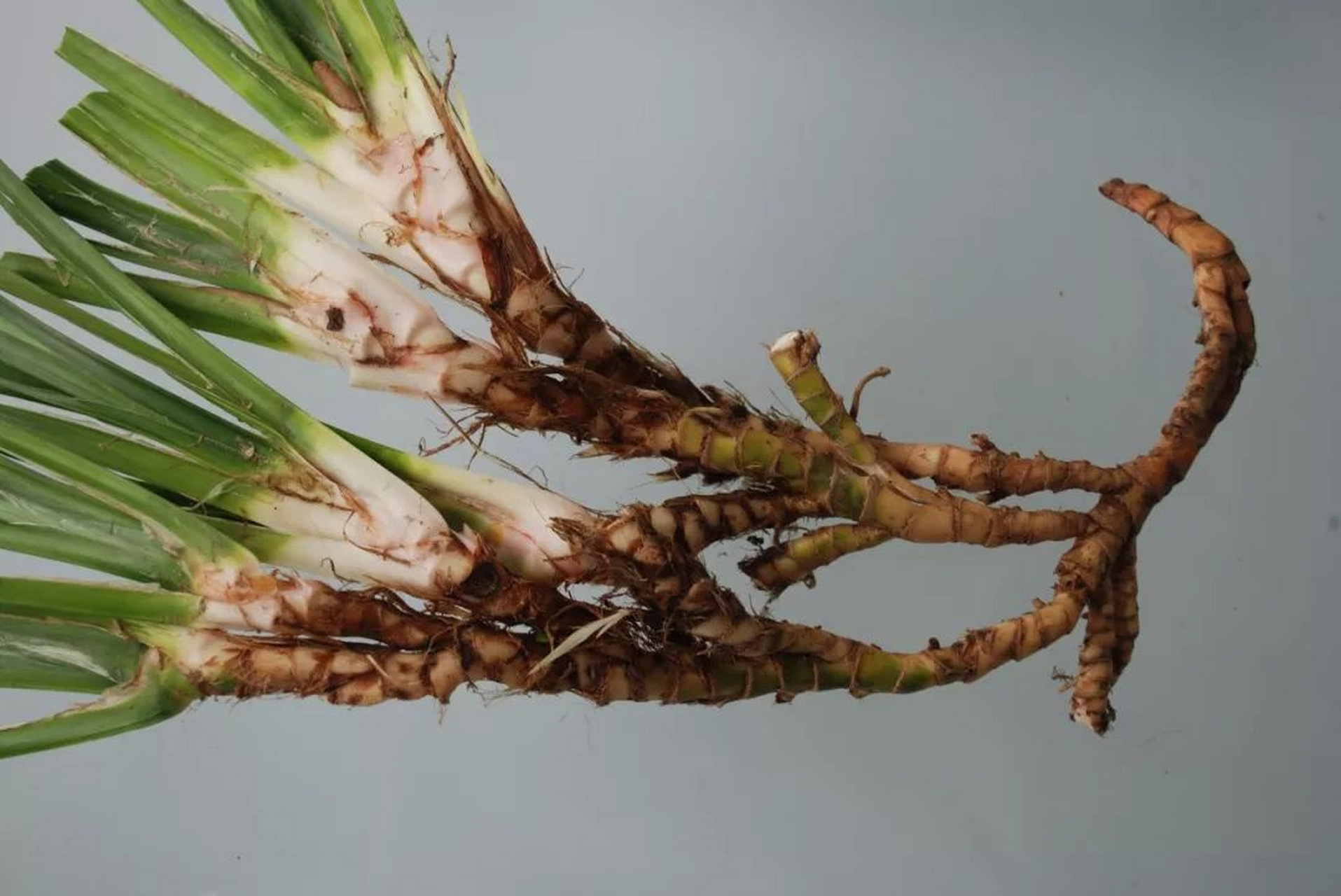 石菖蒲花 水菖蒲图片