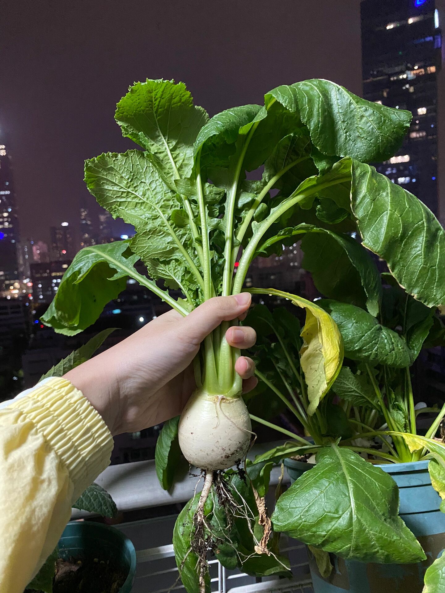 和辣萝卜一个味儿的网红芜菁