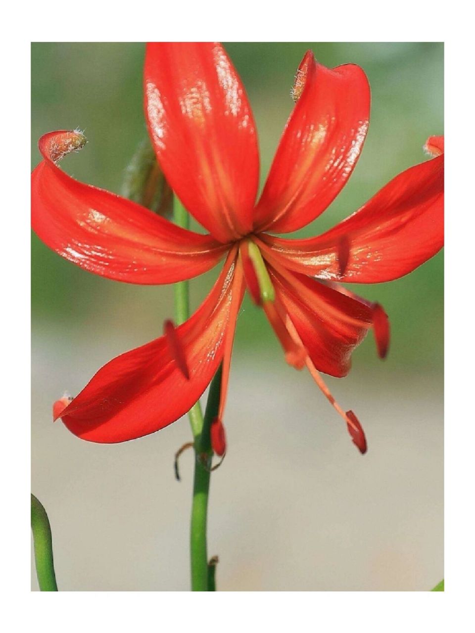 山丹丹花      中文名:山丹丹花 别名:红百合 二名法:斑百合 界:植物