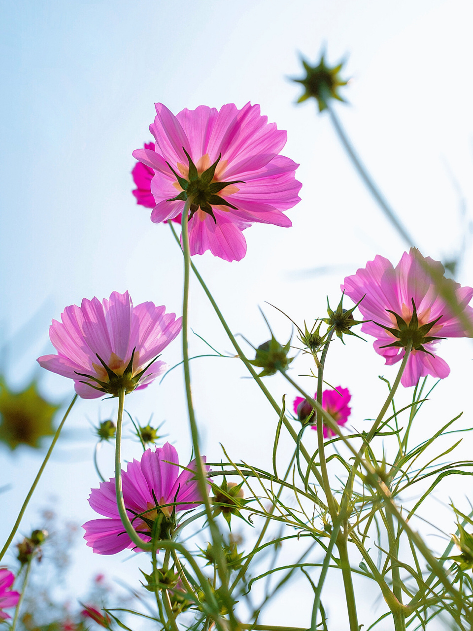 格桑花 格桑花又称格桑梅朵,具体为何种植物存在广泛的争议.