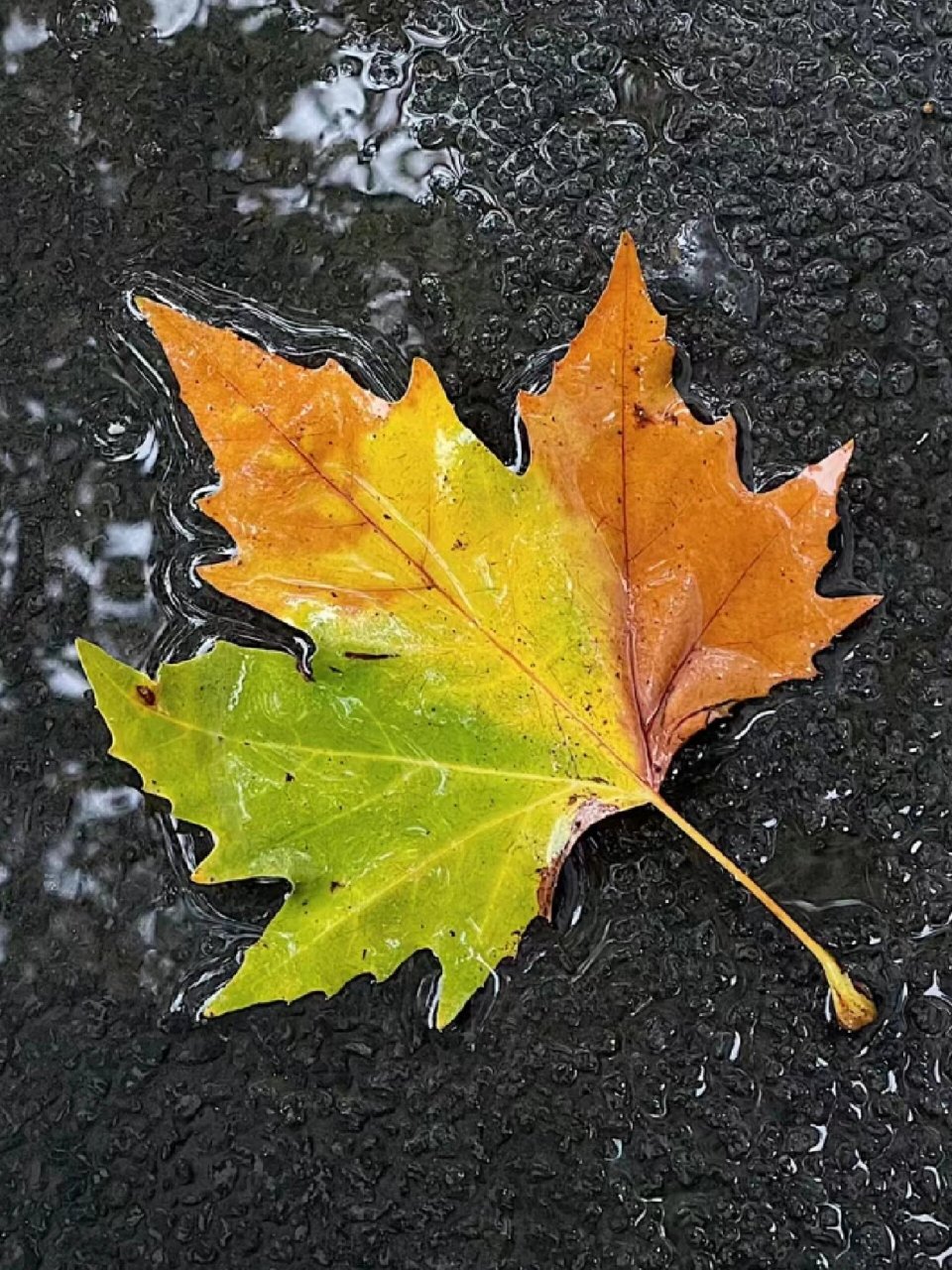 水彩丨梧桐叶 今天画一片简单的叶子