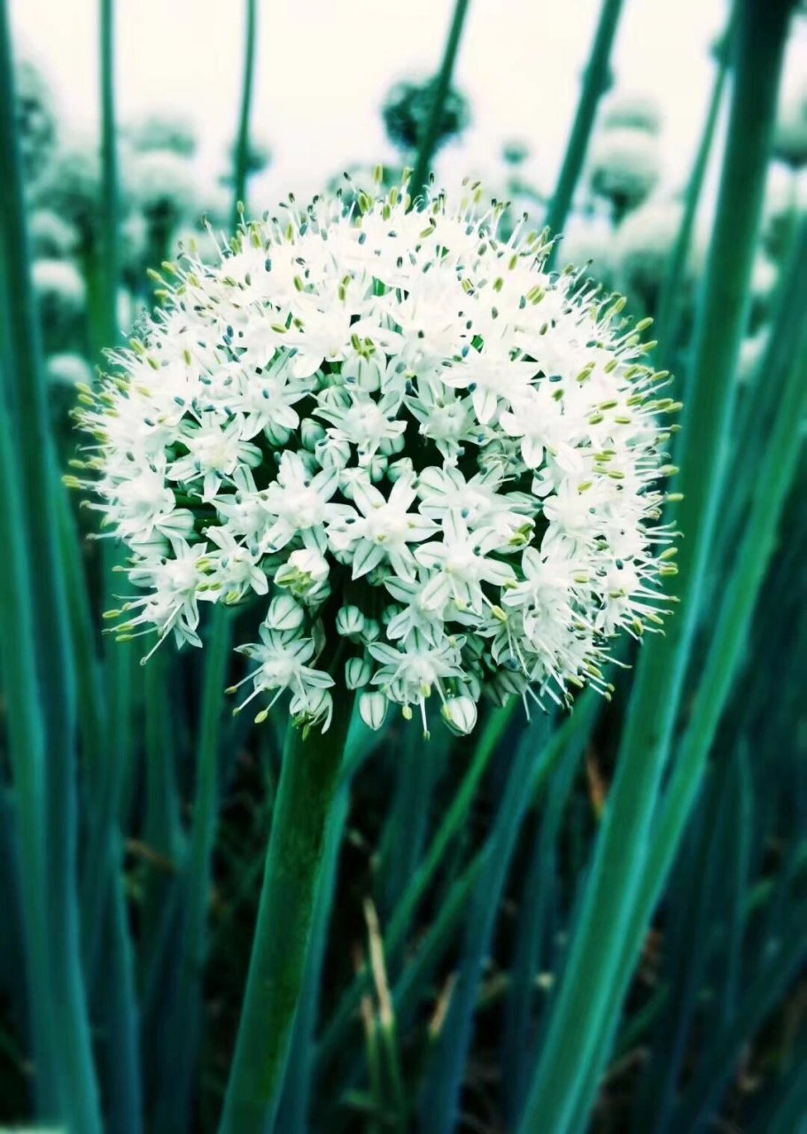 洋葱花 平平无奇的蔬菜,开花后便是这样