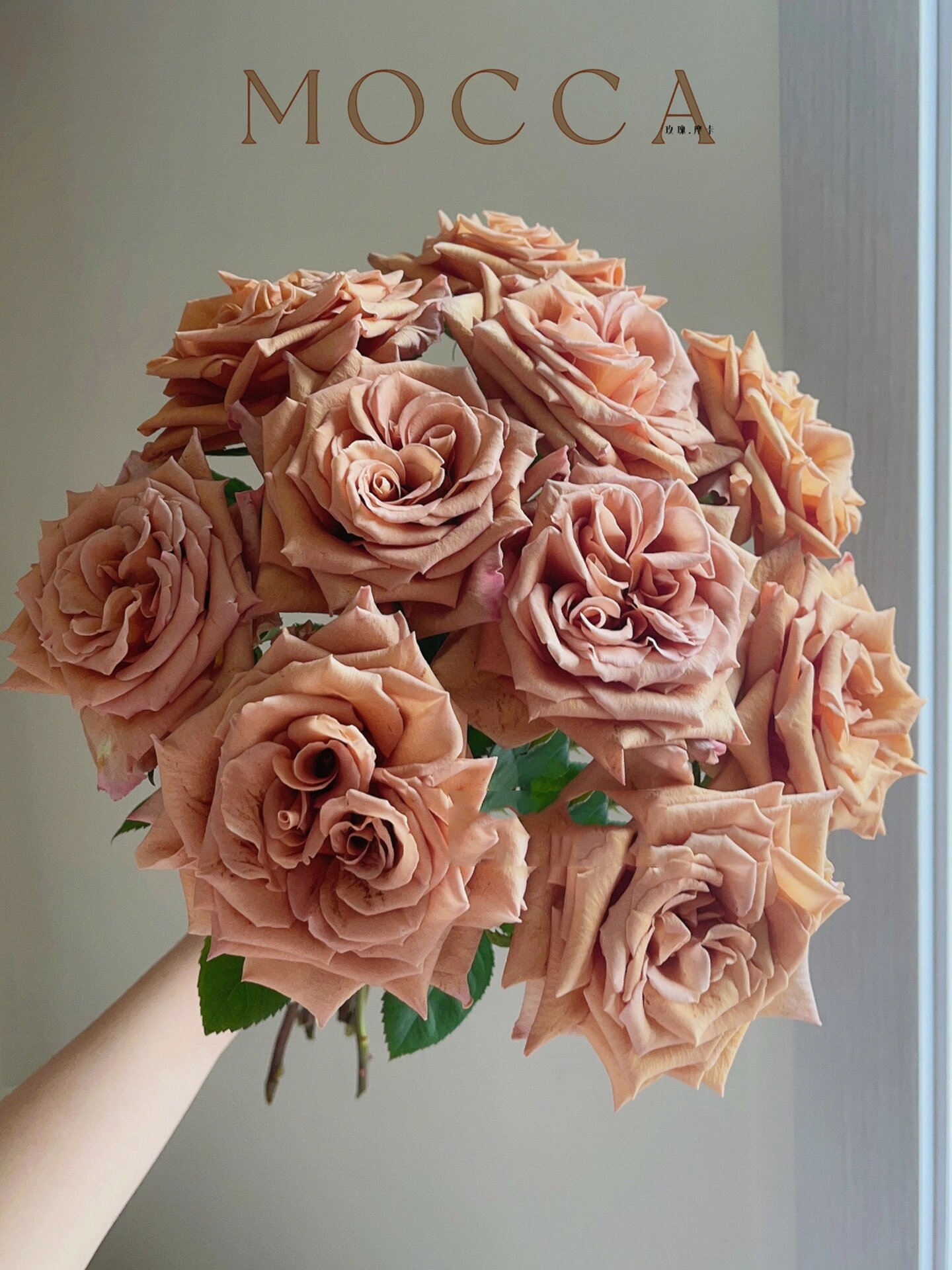 『玫瑰·摩卡(佰盛美)』 复古色玫瑰摩卡～对新手很友好的一款玫瑰噢