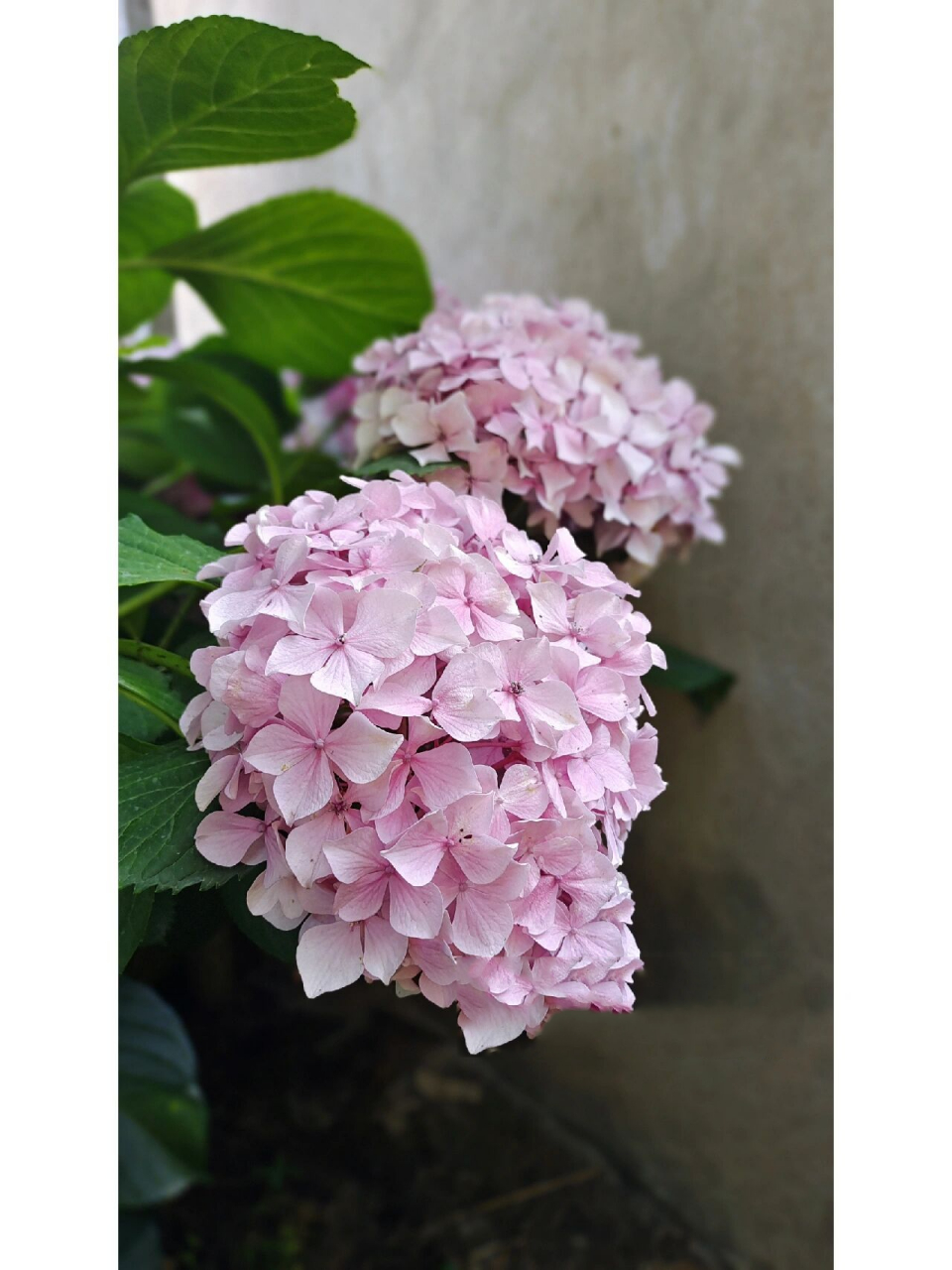 绣球——红粉佳人 经常作为"无尽夏"被不良商家发给买家,实际是本土