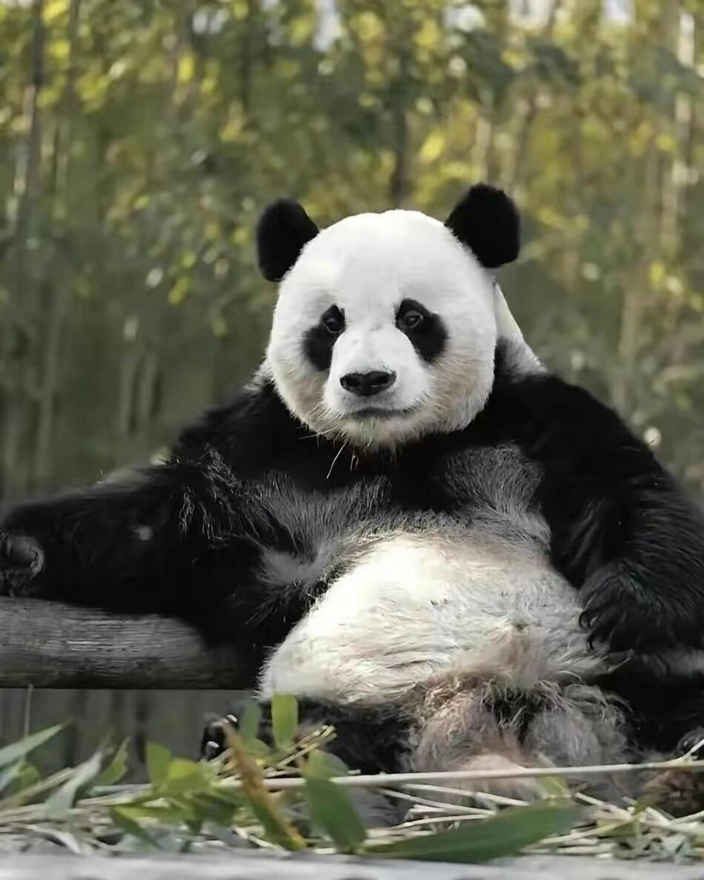 最乐观的大熊猫乐宝 乐宝原名圆欣,2012年7月28日出生于四川雅安