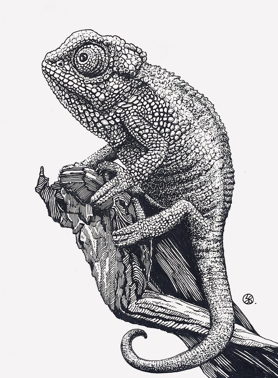 钢笔画写生手绘39|变色龙 素材: #写生# #钢笔画# #手绘# #全球宅家