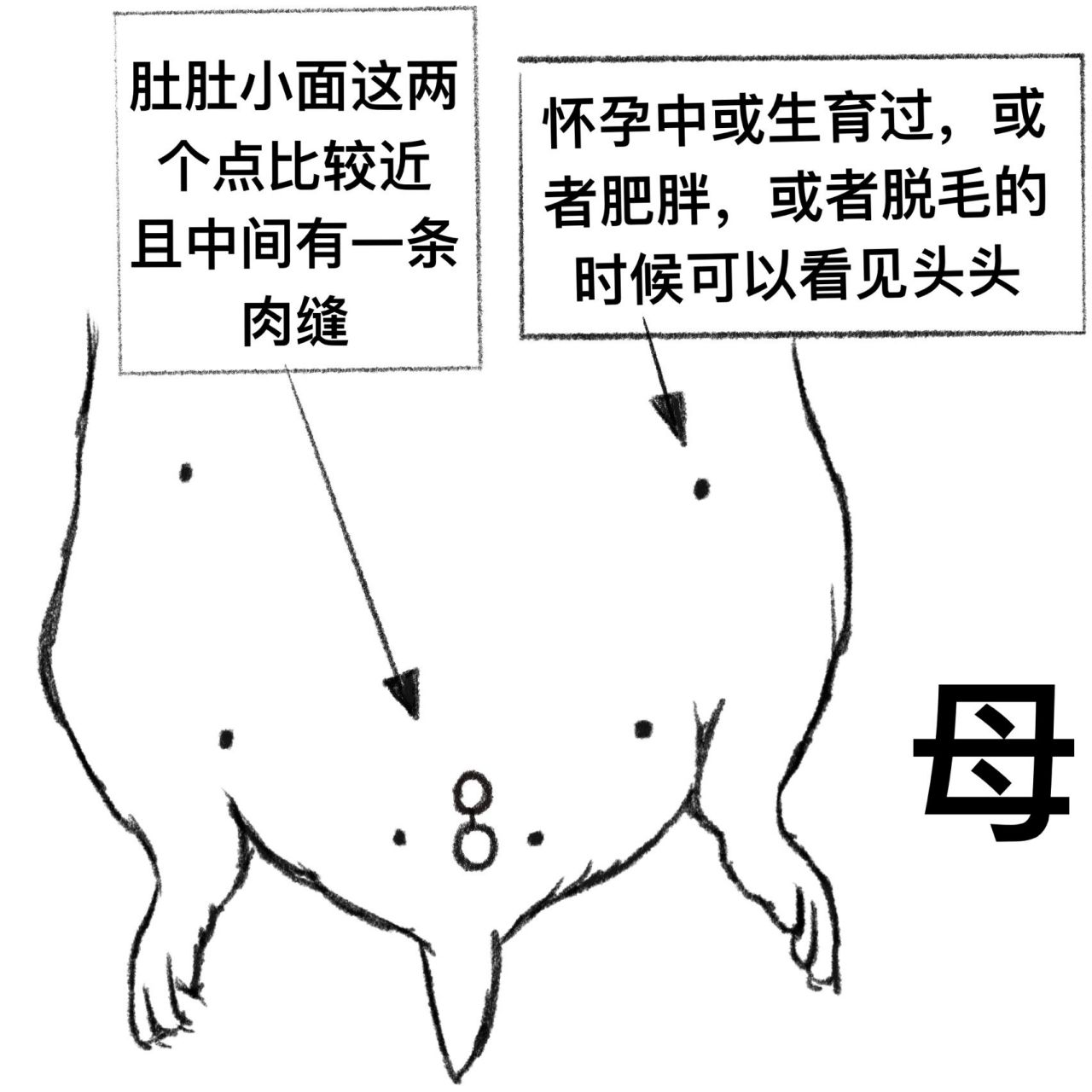 你还不会辨别公母仓鼠吗,我来教你 一看就会