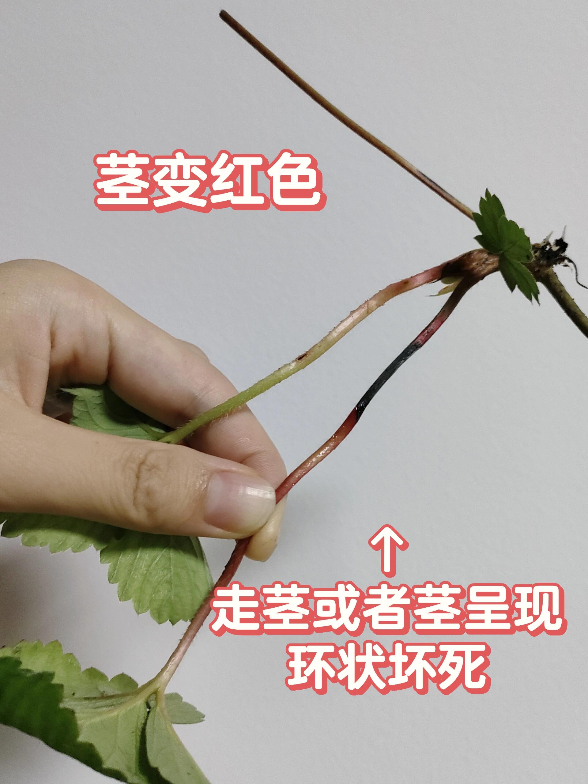 炭疽病草莓图片