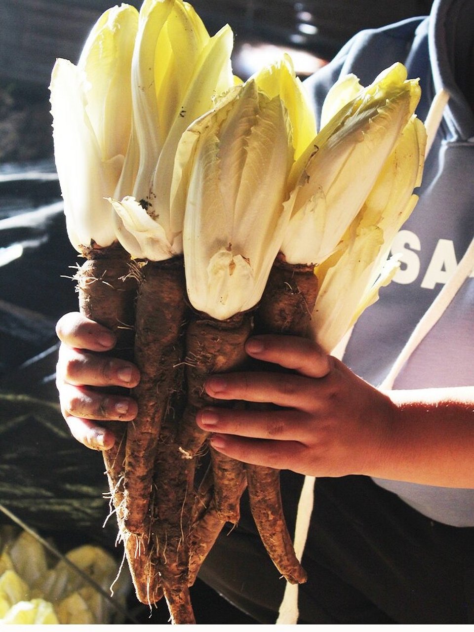 长得像白菜心价格翻几十倍,这就是金玉兰菜 白菜,这是一种大家再熟悉