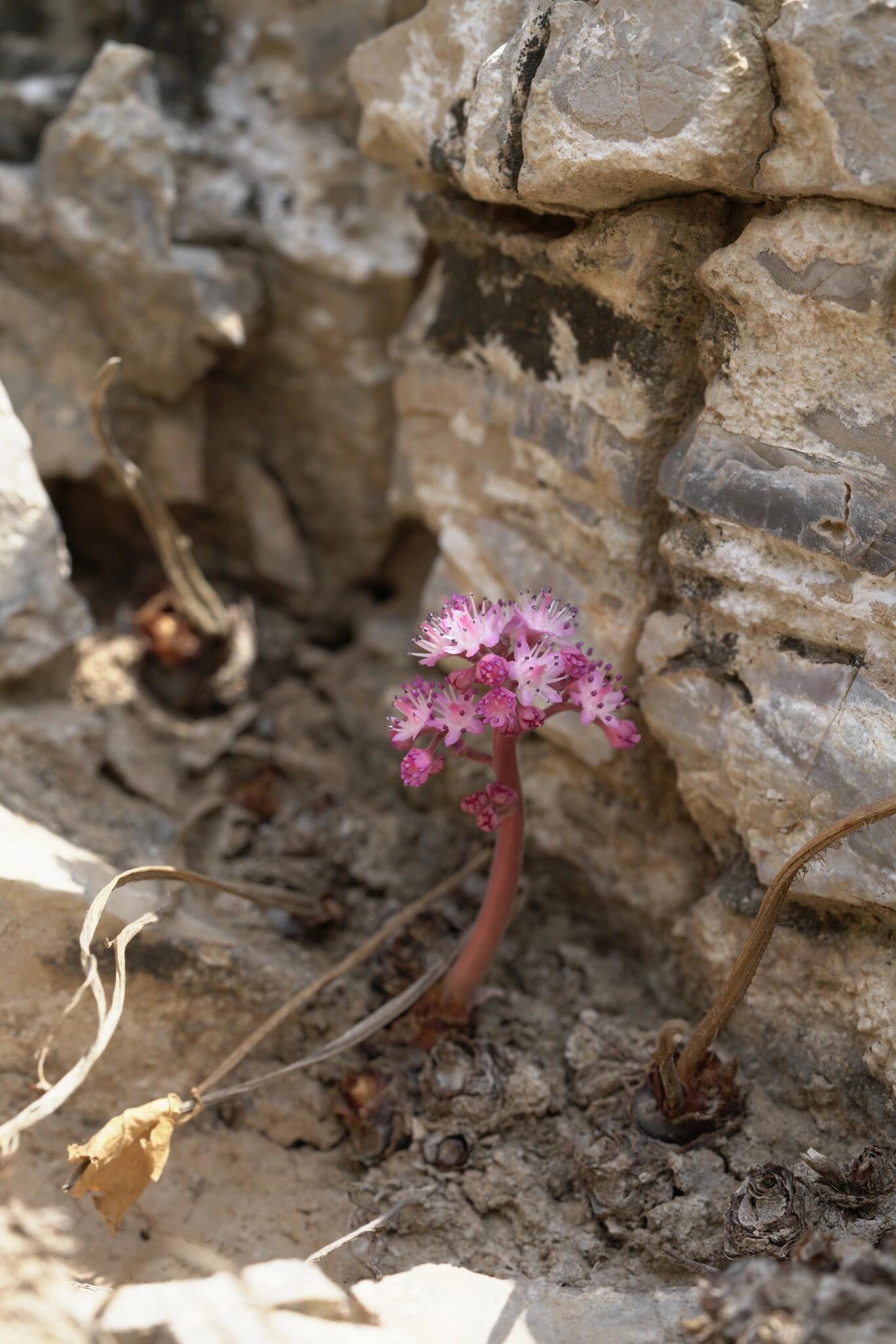 独根草:悬崖上的舞者,一心一意的爱情见证 9898 独根草,一个充满