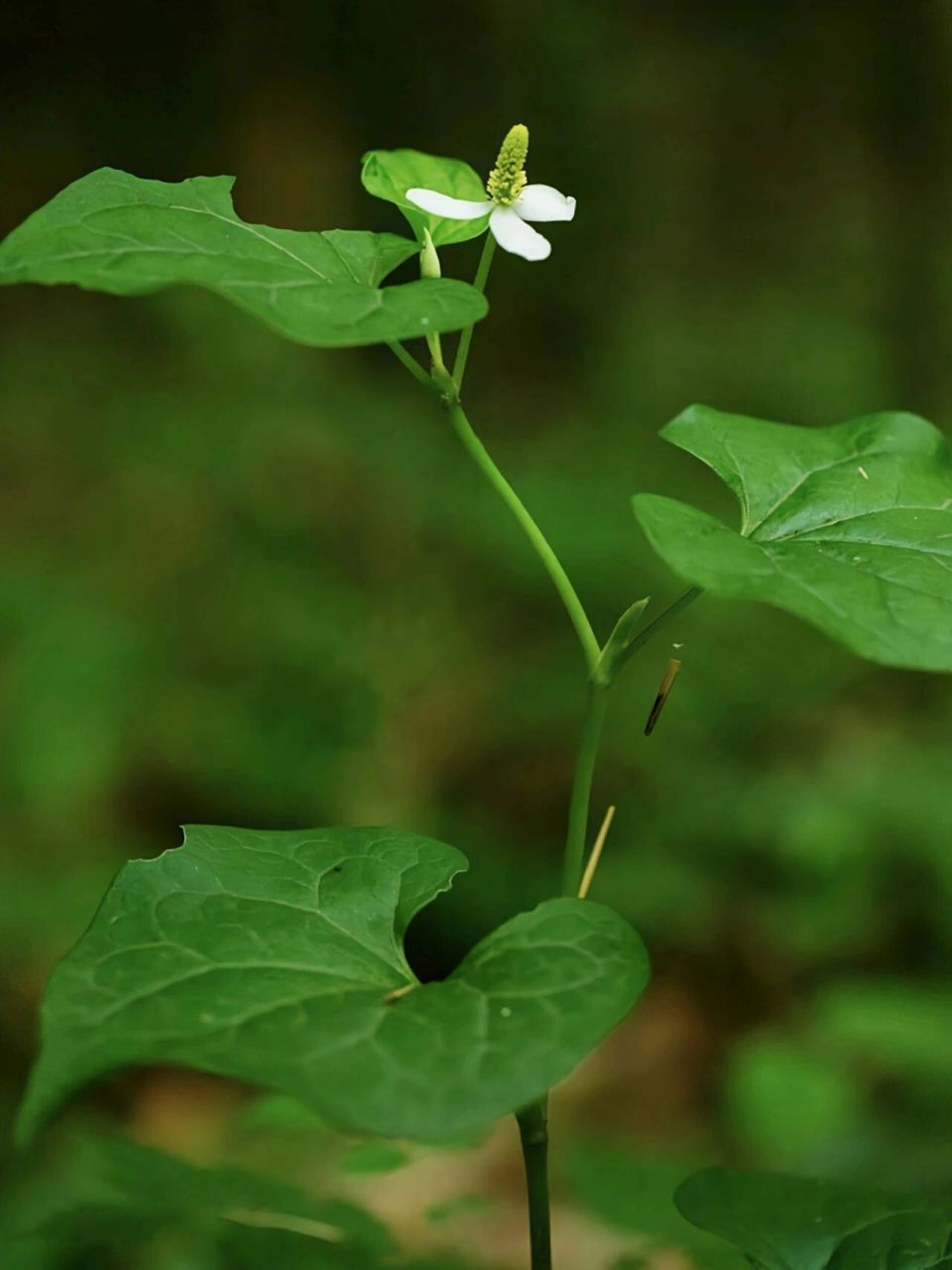 1—鱼腥草00 鱼腥草别名折耳根,蕺儿根,为白草科植物蕺菜的全草,主