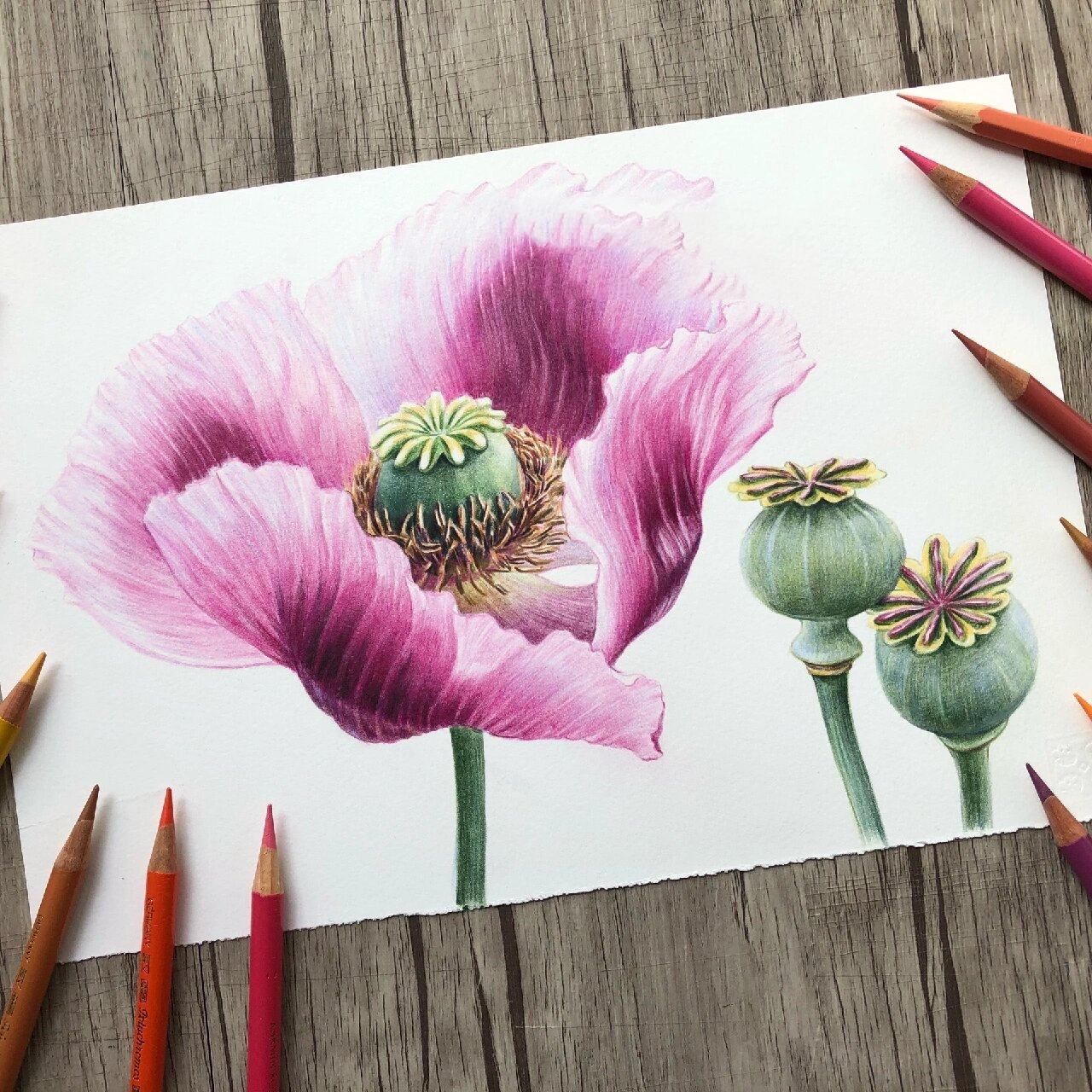 彩铅罂粟花!7815 彩铅罂粟花!