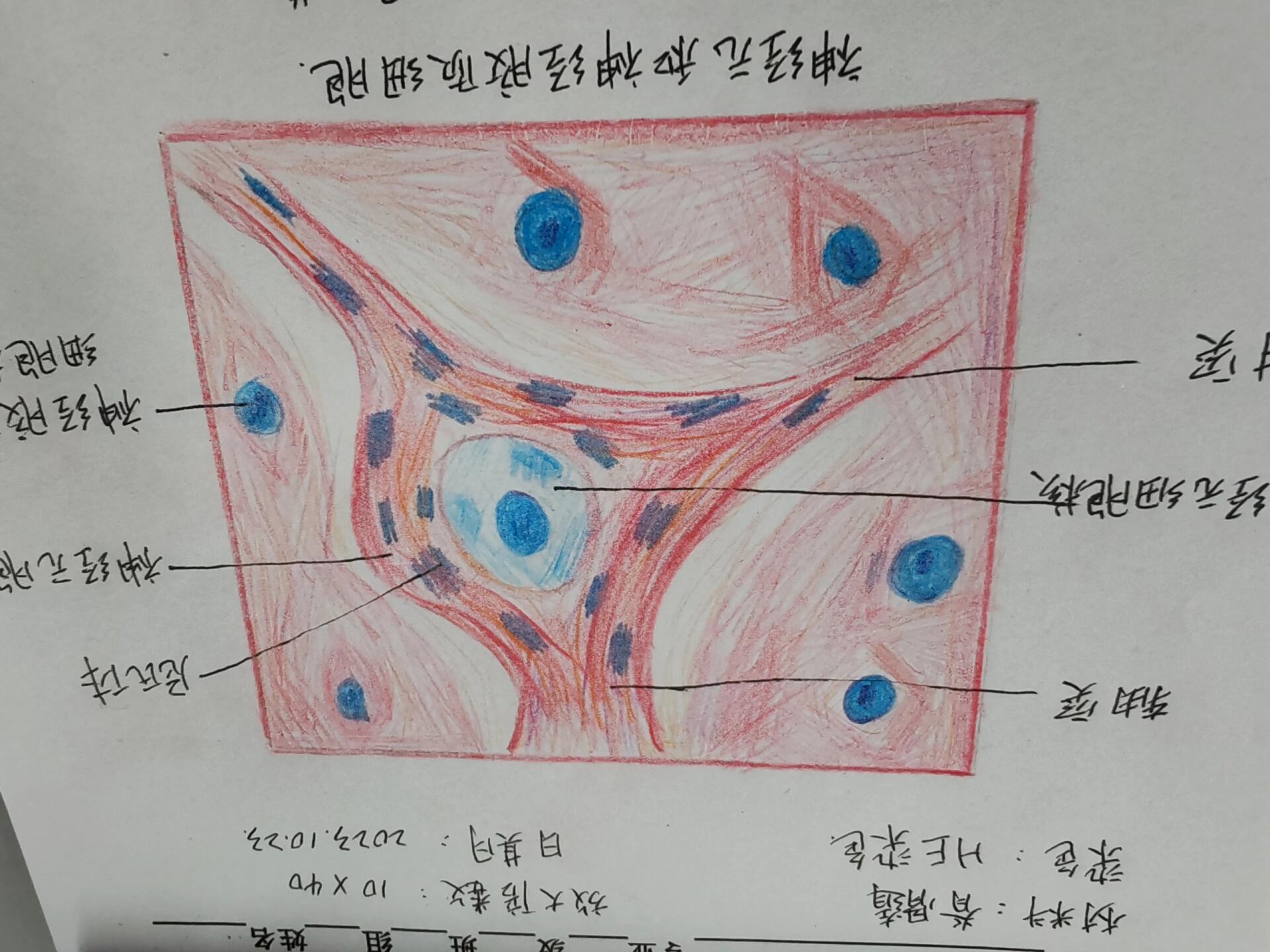 神经元组胚绘图图片