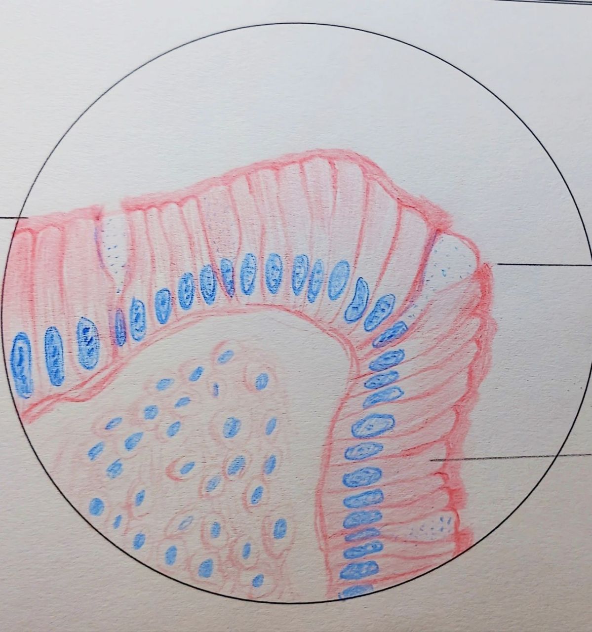 小肠单层柱状上皮红蓝铅笔绘图
