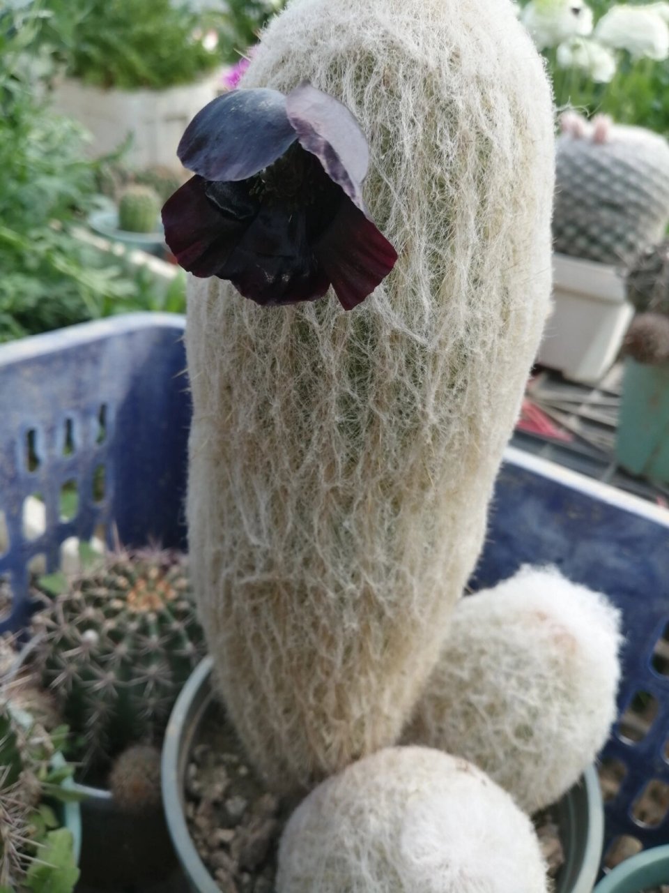 老乐柱开花 不开花,咱就安排开花,今天黑色明天红色