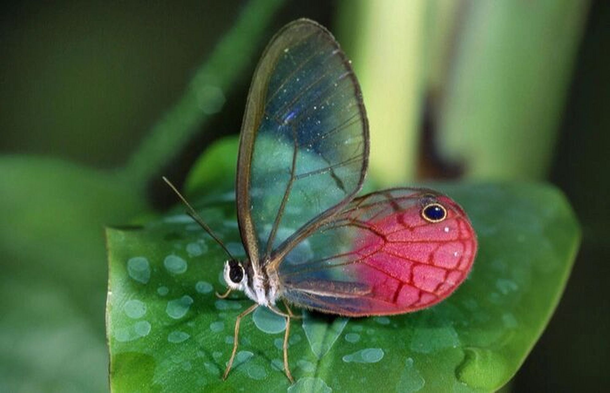 水晶蝶——玫瑰水晶绡蝶 玫瑰水晶绡蝶,学名叫做红晕绡蝶,是蛱蝶科