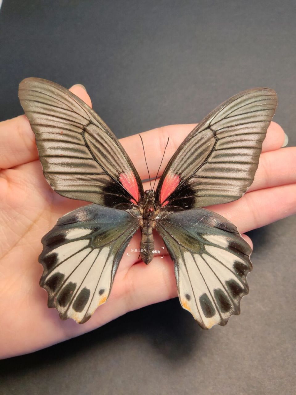 82两只白化变异的美凤蝶雌 82这白化的翅膀谁看了谁不迷糊?