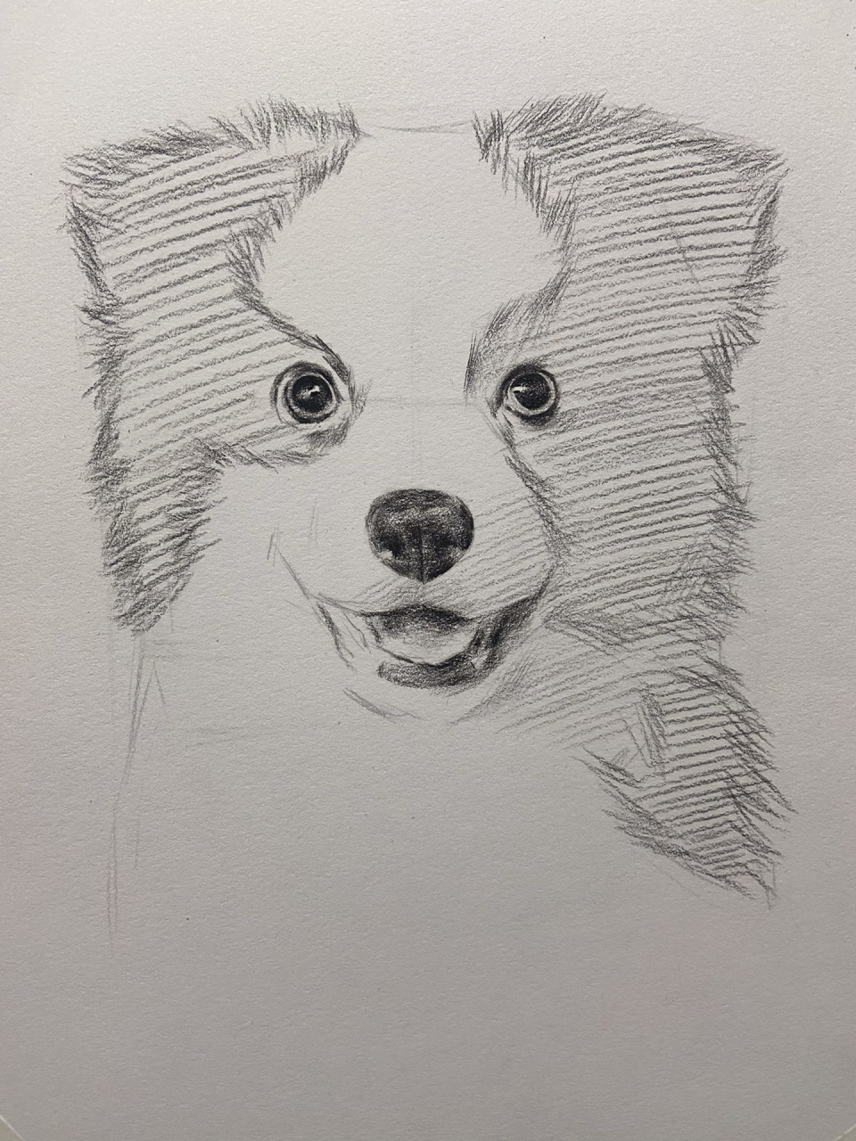 素描动物 黑白狗狗的画法! 简单易学,零基础的同学也可以来试试哦!