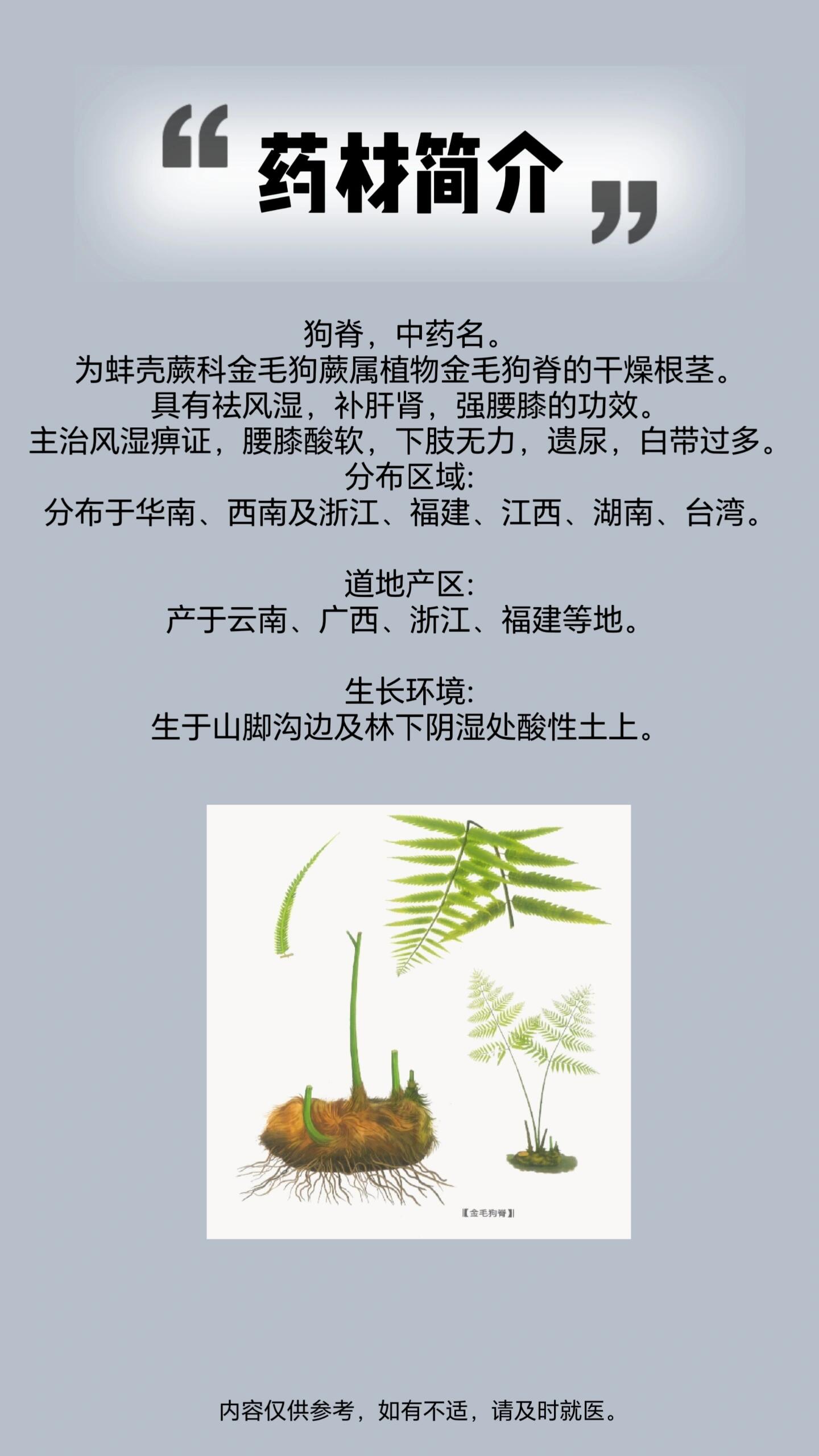 金毛狗草药功效图片