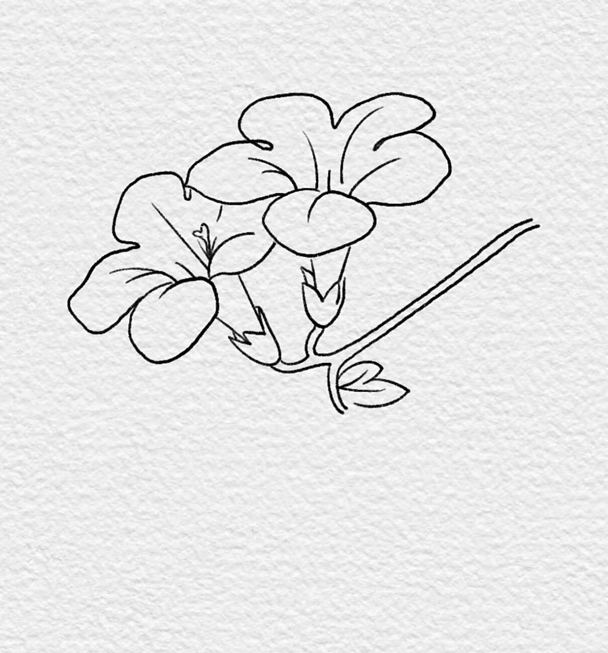 99零基础简笔画|紫茉莉步骤图