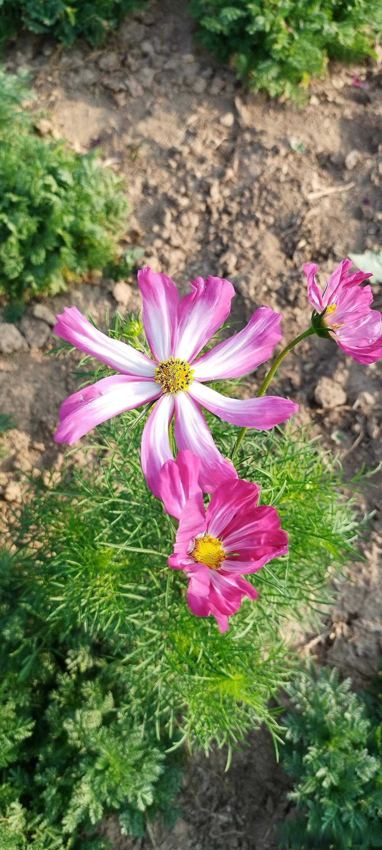 花开的如此美丽,让人陶醉其中