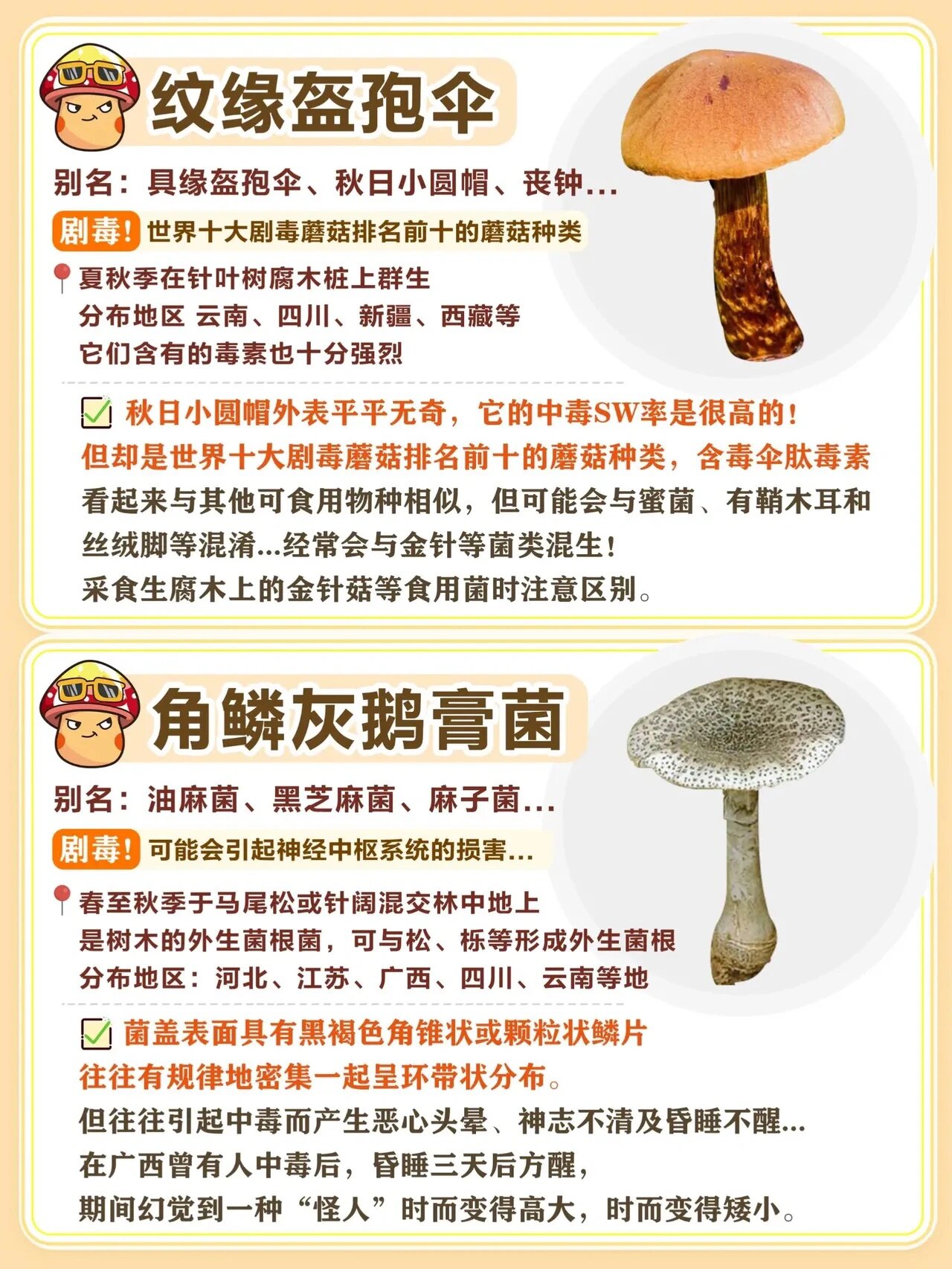 云南毒蘑菇 致幻图片