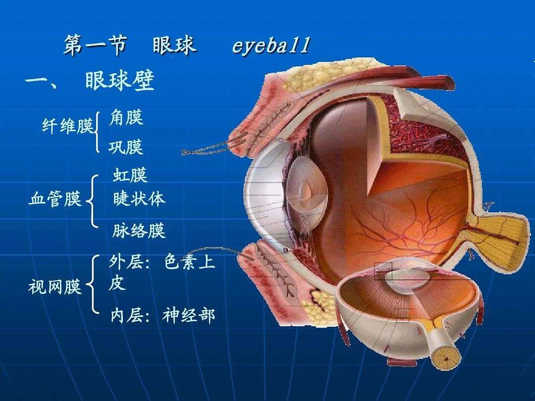 医学生笔记 眼球 眼球壁由外,中,内三层膜构成.