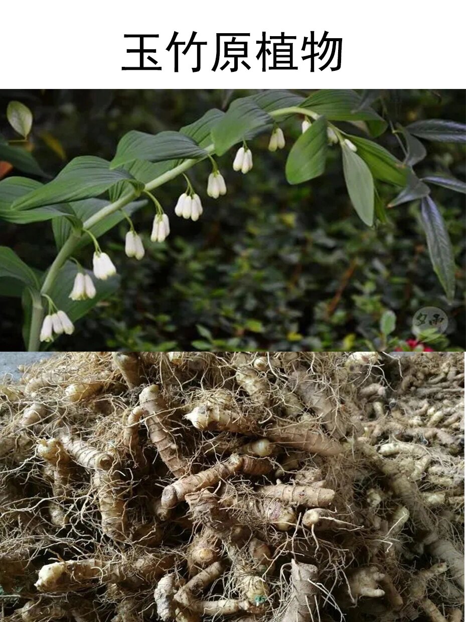 每天认识一味药:玉竹