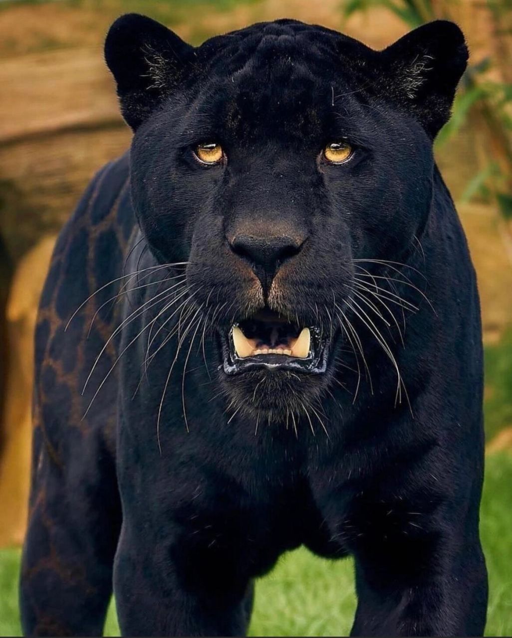 黑豹9090 第一次看见,昏睡的眼神加上不屑的表情都挡不住它满满的