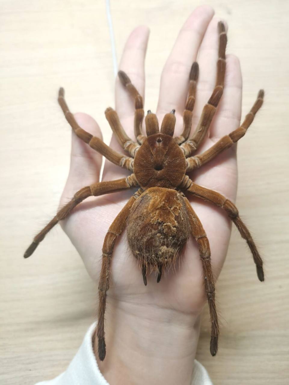 亚马逊巨人ts捕鸟蛛,世界上最大的捕鸟蛛,亚马逊巨人捕鸟蛛简称tb