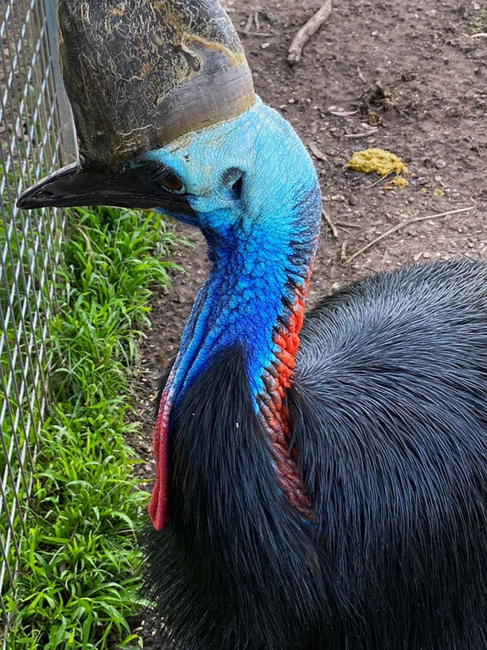 在墨尔本巴拉瑞特野生动物园看到的南方鹤鸵!