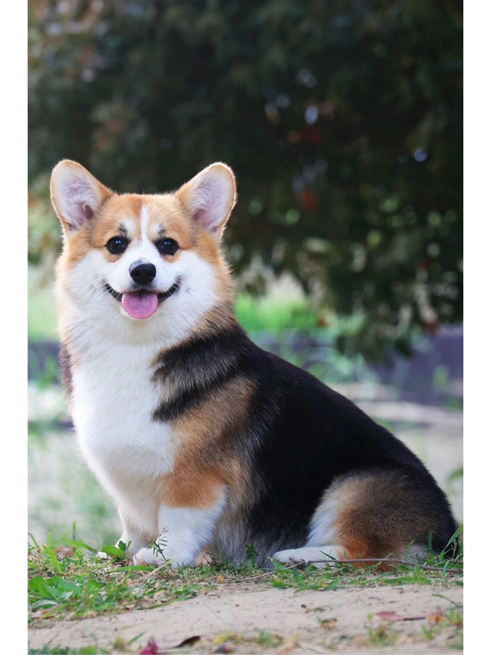 如果三色柯基都有这种甜美漂亮的头部,我觉得应该会有很多人爱上三 