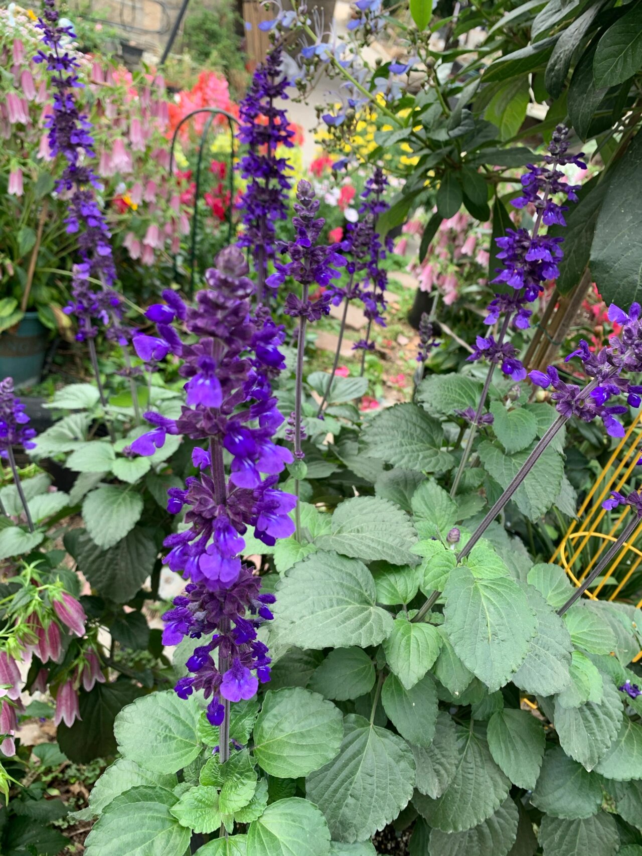 鼠尾草(蓝霸&一串蓝)从小苗到开花 鼠尾草挺神奇的,夏天开浅蓝色冷凉