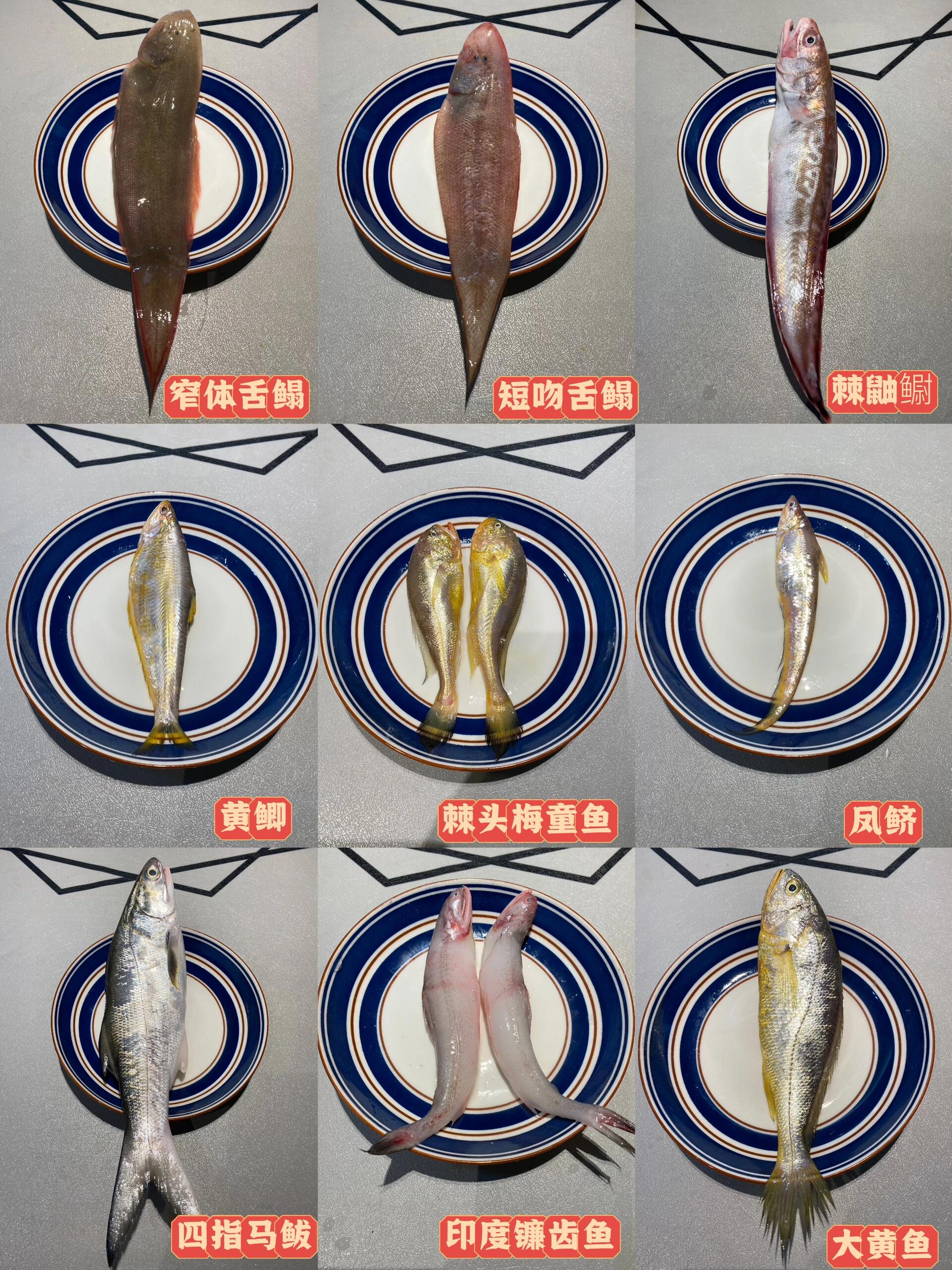 东海常见海鱼学名与俗称对照图(一