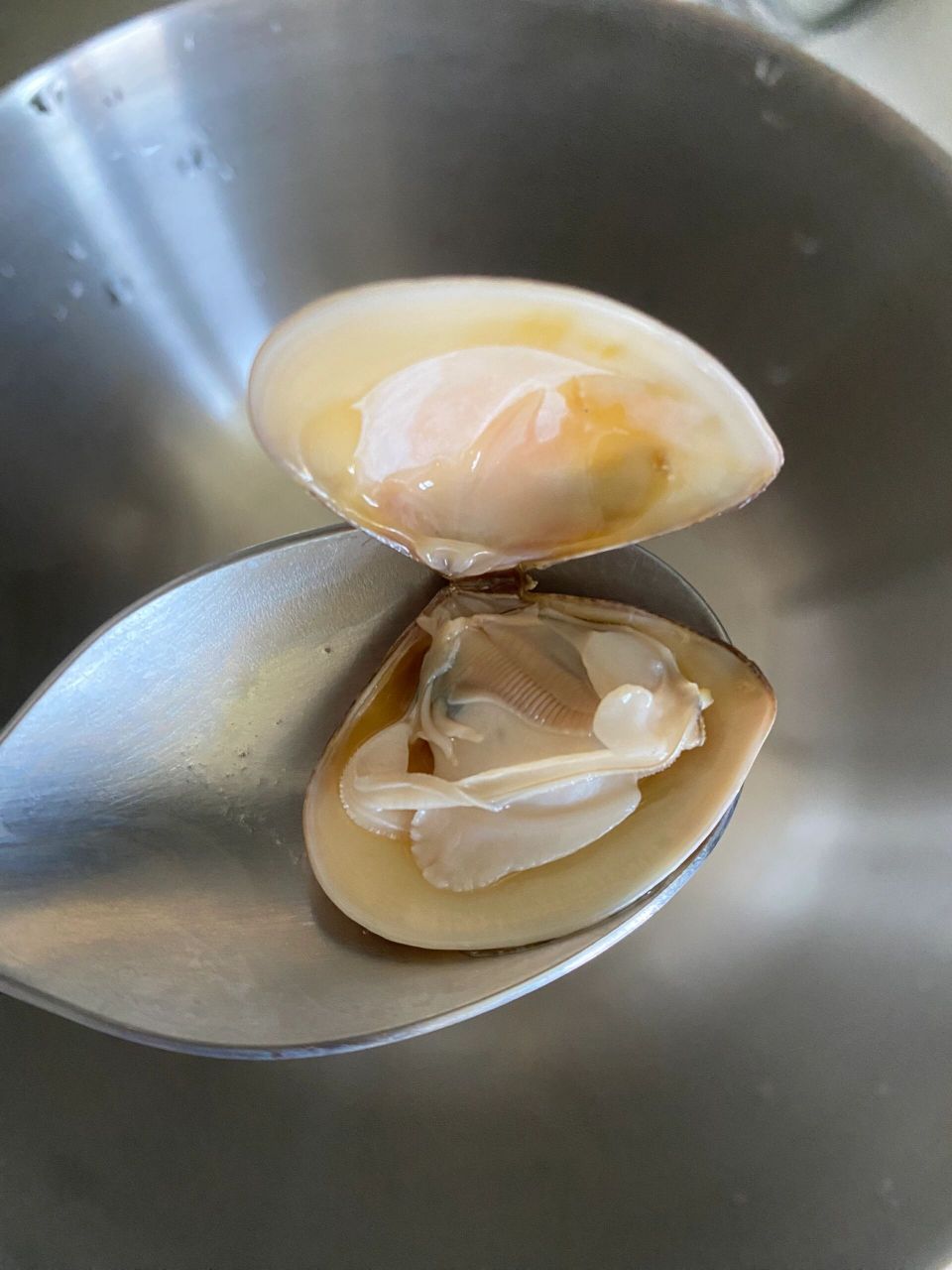 朋友说黄皮蛤蜊很鲜美,我和老公说了一嘴,第二天下午他提着小桶去