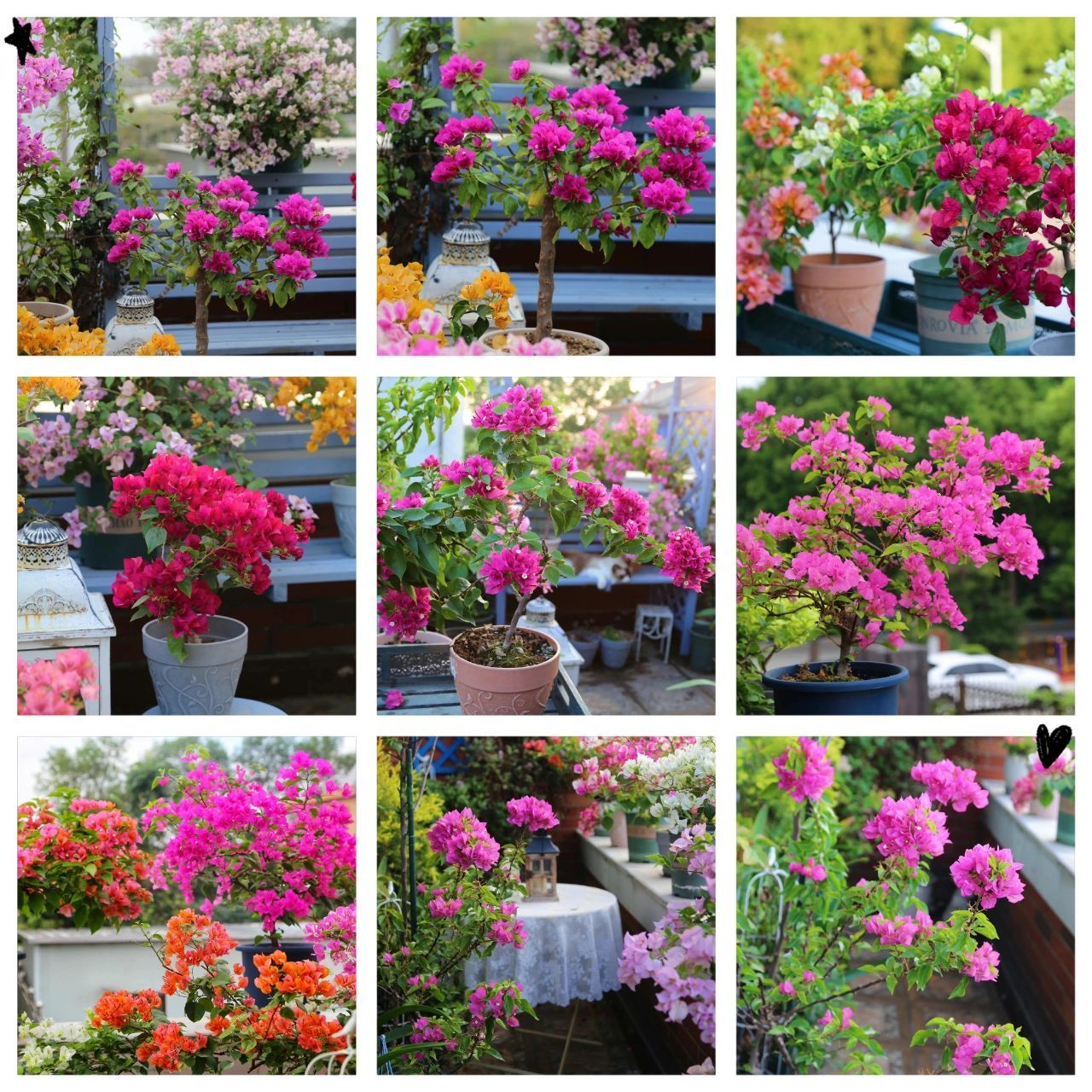 三角梅品种介绍 玫红色系  三角梅品种介绍 玫红色系 有很多花友不