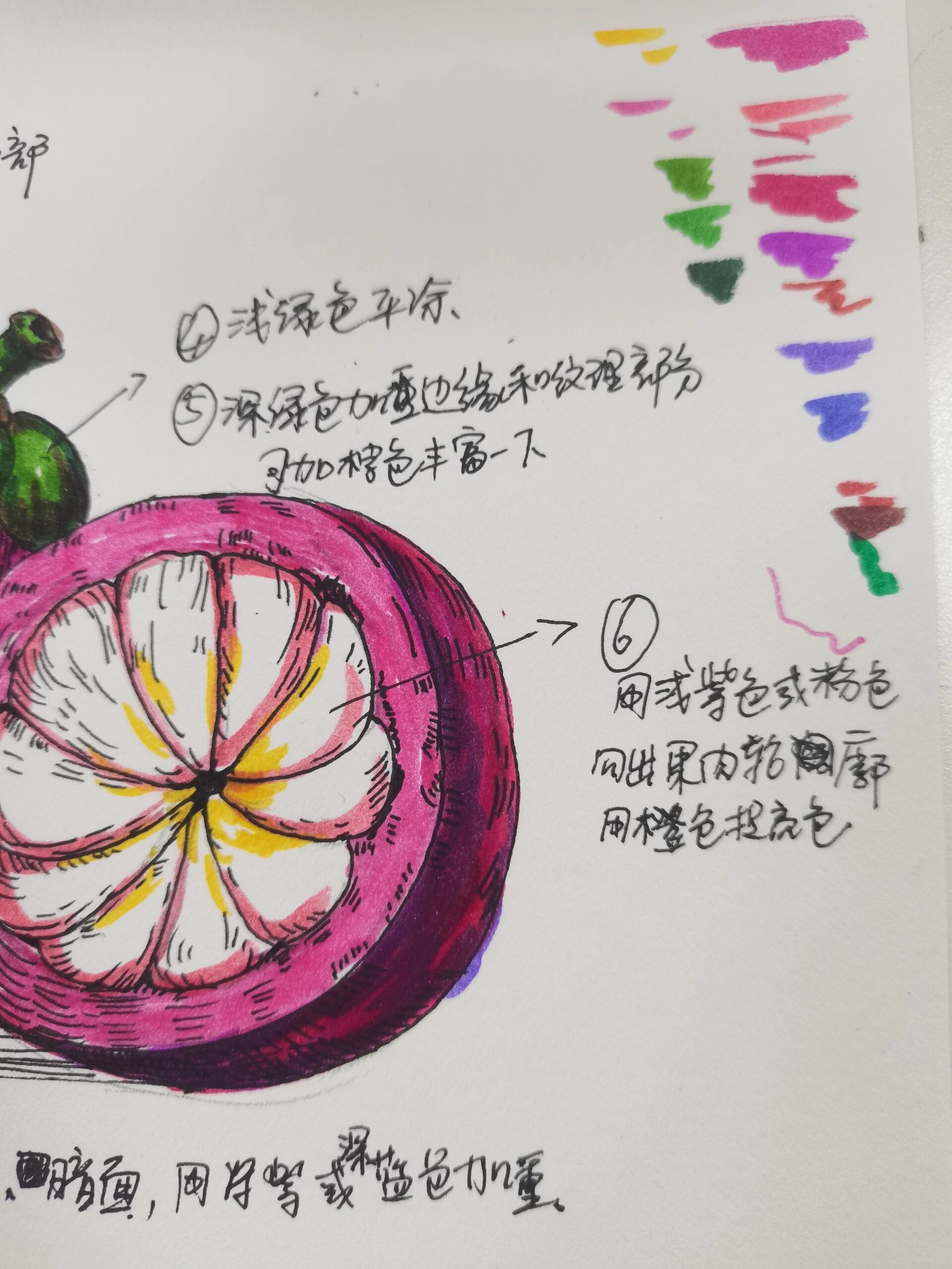 山竹绘画马克笔上色步骤 用半小时给学生画了一个山竹的上色步骤,需要