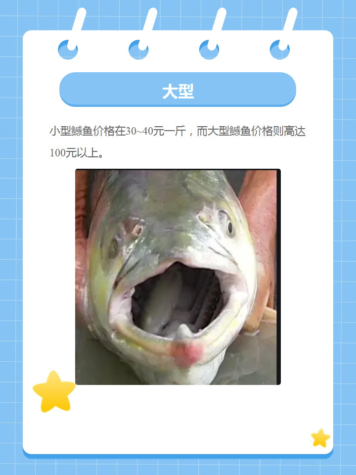 鳡鱼多少钱一斤