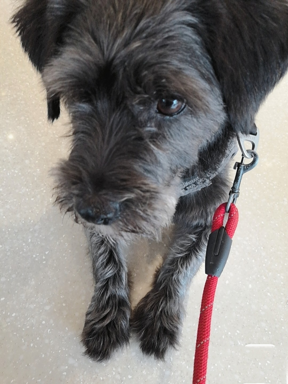 串串找领养人,不行就安乐了 雪纳瑞串串,1岁半左右,曾经是流浪狗,被人