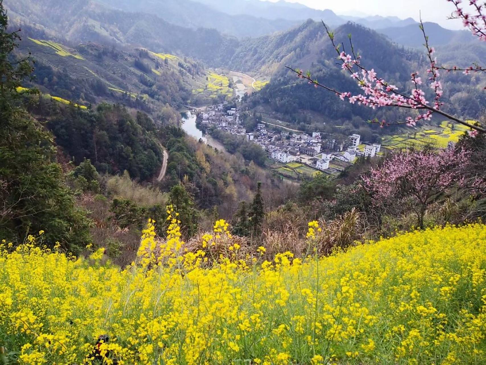 云端上的村落|皖南歙县石潭村油菜花海 油菜花照片不是今年拍的,刚去