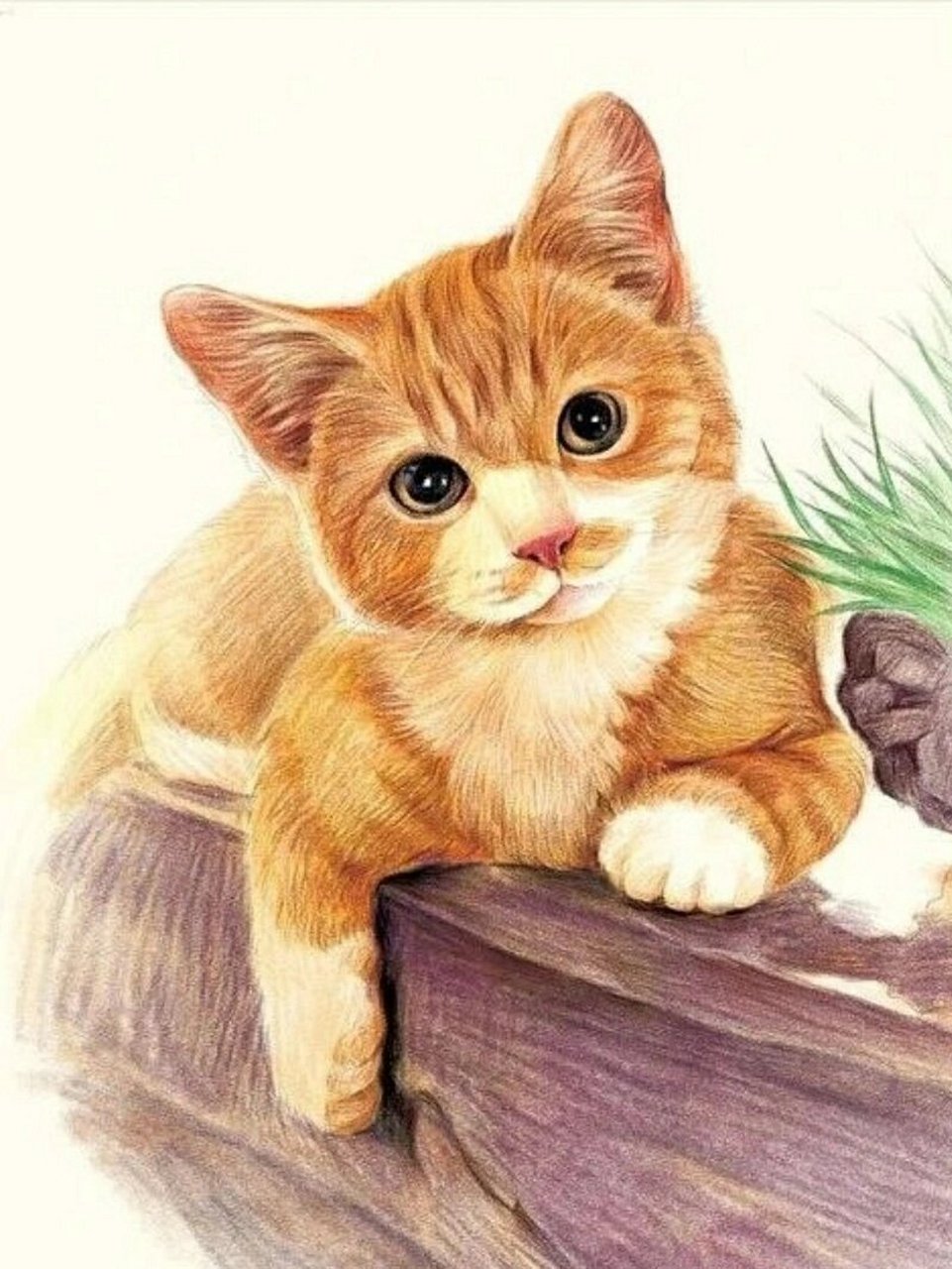 作品分享‖彩铅动物合集 关于彩铅动物问的比较多的是画毛发的技巧